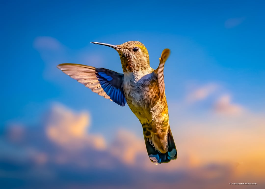 Ethereal female Anna's Hummingbird with wings lifted like an angel