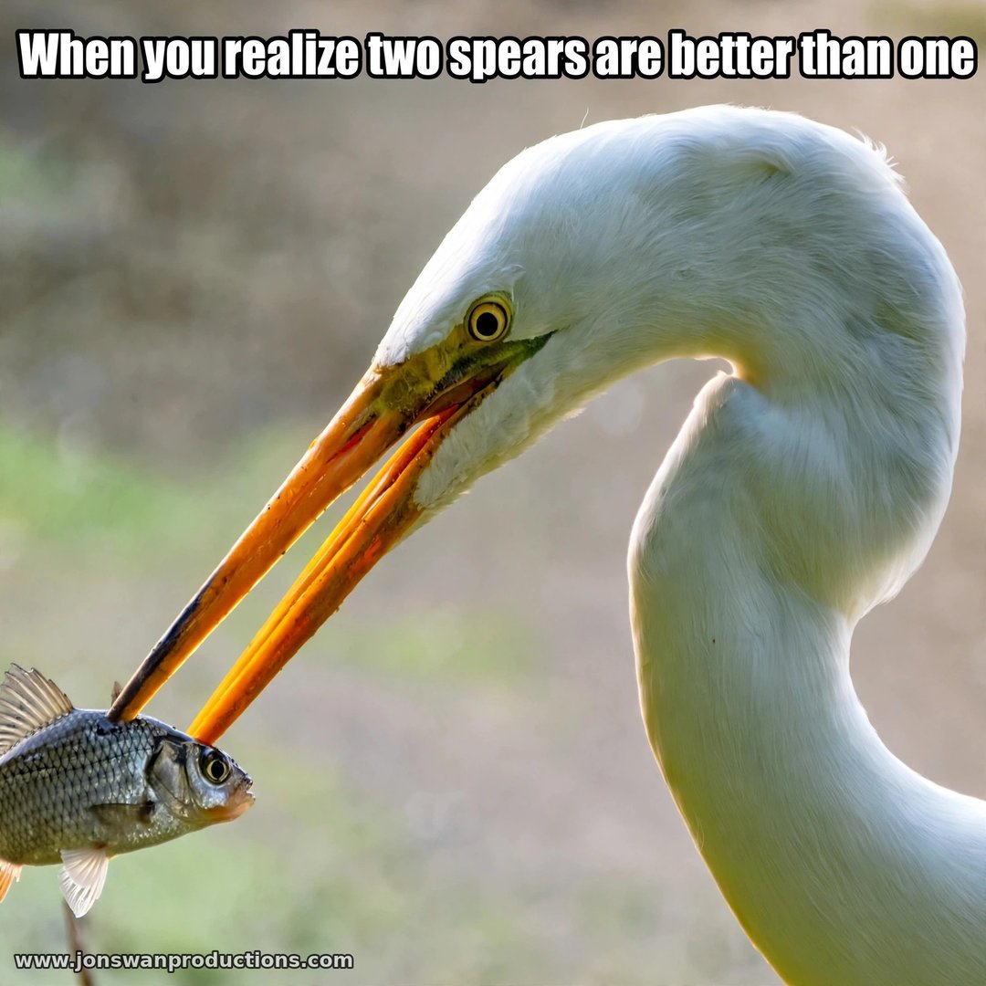 Great white egret with its bill open, both mandibles gripping a small fish, captioned When you realize two spears are better than one