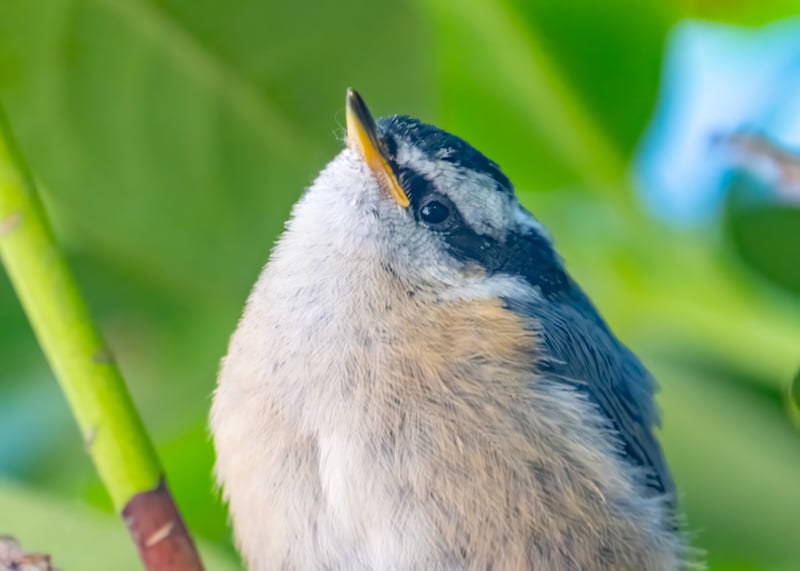 Red-Breasted Nuthatches in My Back Yard
