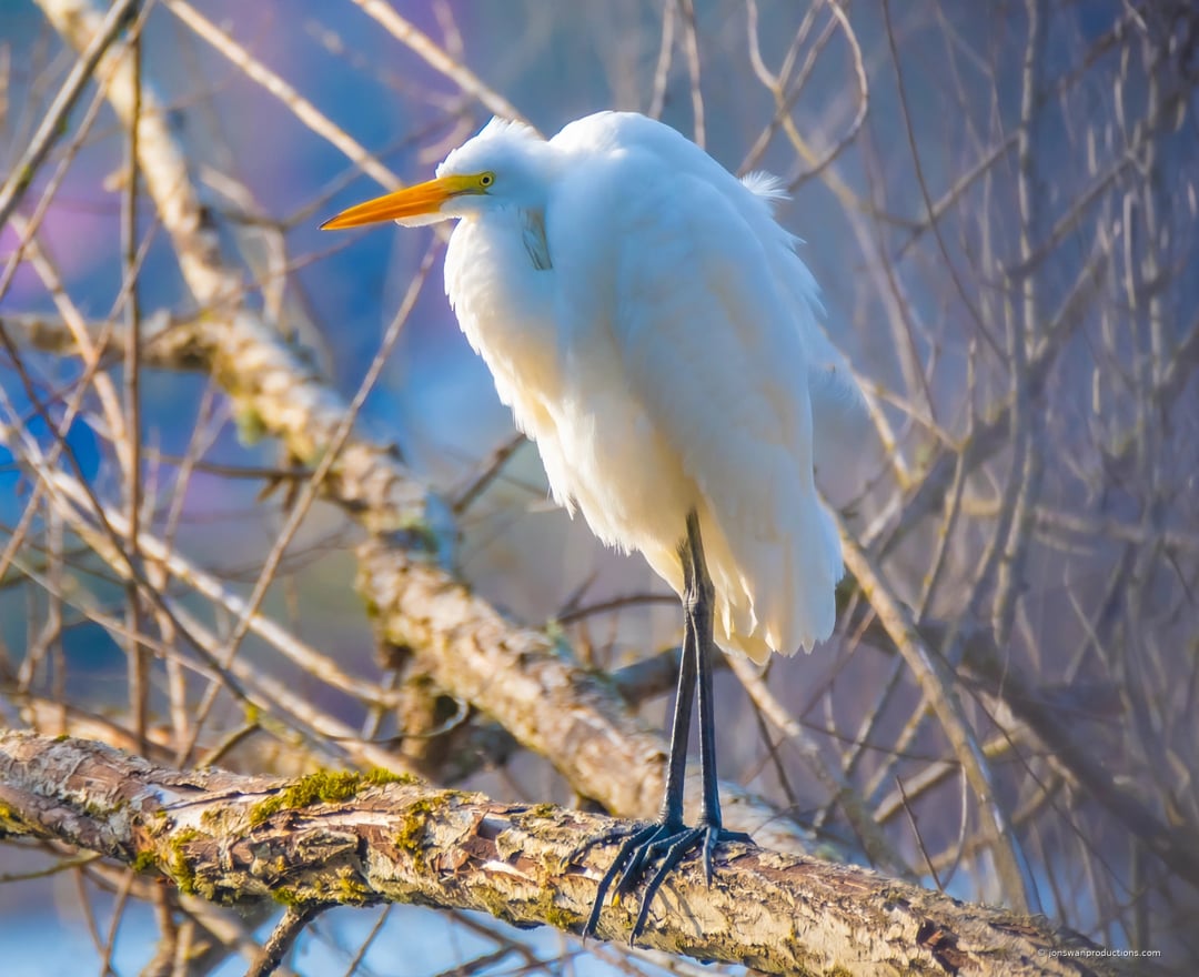Great white egret fluffed against the cold on a mossy branch in winter