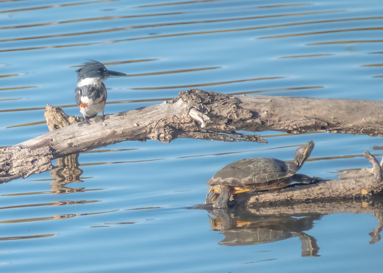 The Fishers of Oaks Bottom — Part Three: Three Fishers, One Morning