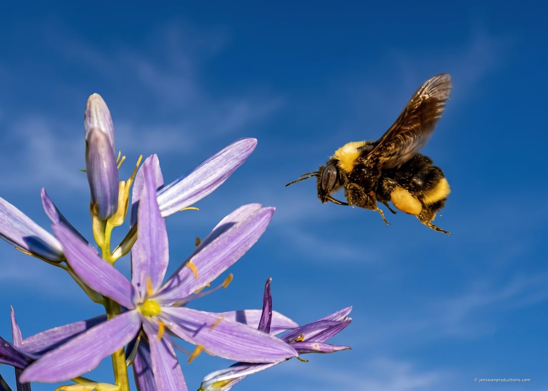 Yellow-faced bumblebee in flight with loaded pollen basket approaching camas flowers against blue sky