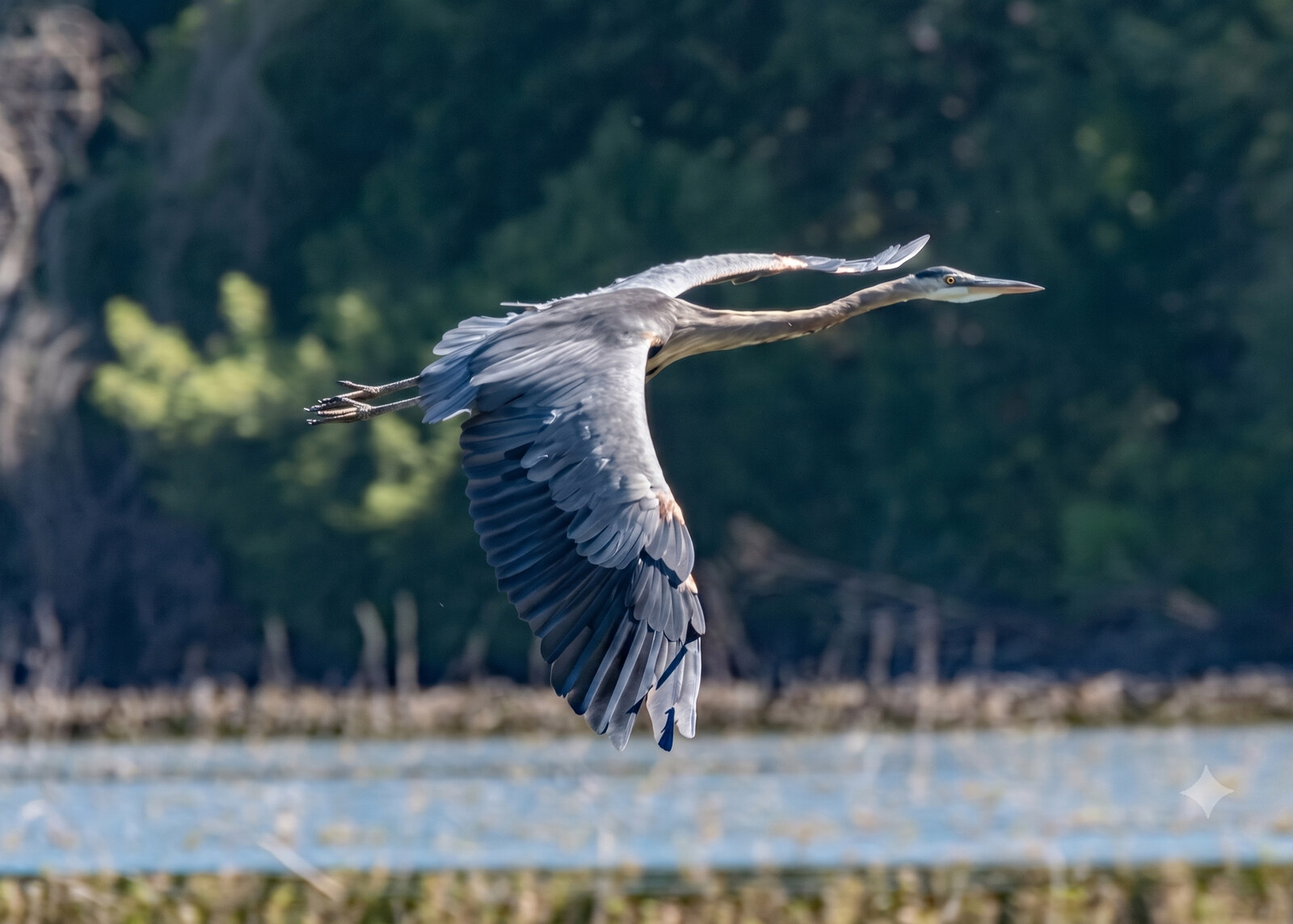 Great blue heron in flight with neck folded back and legs trailing behind