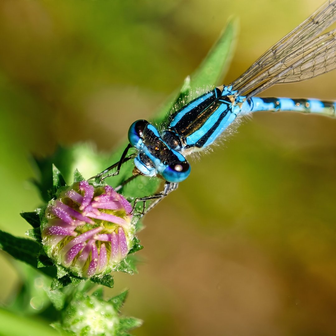 Electric blue male damselfly head-on perched on a purple flower bud
