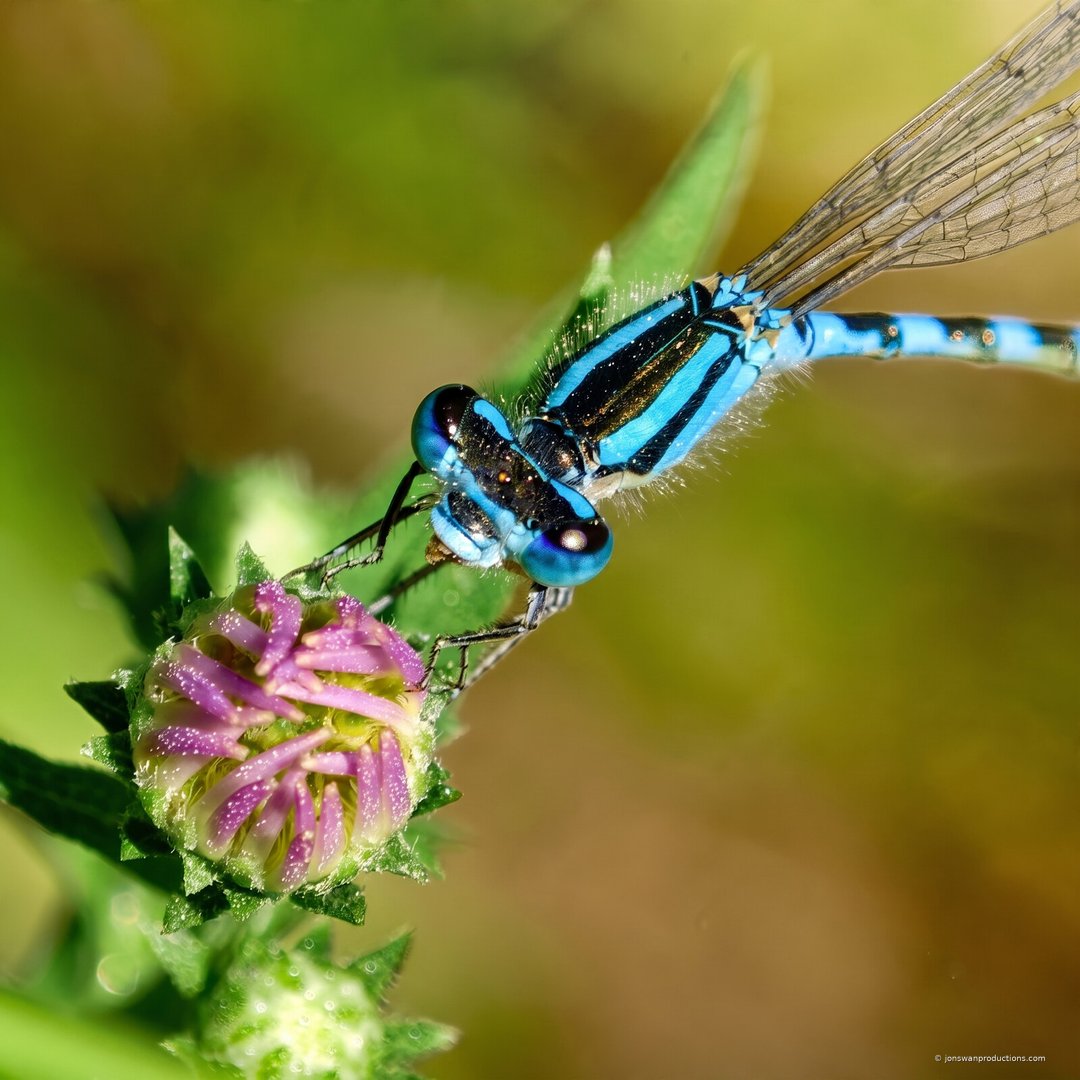Electric blue male damselfly head-on perched on a purple flower bud
