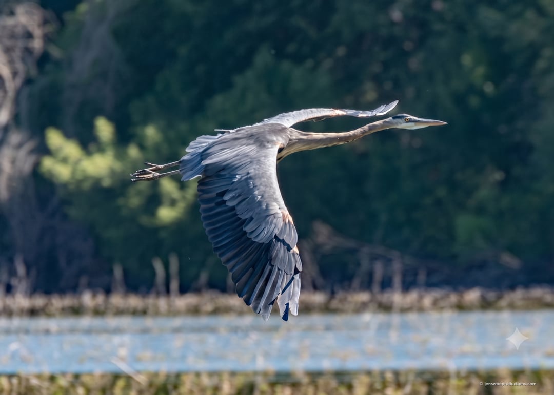 Great blue heron in flight with neck folded back and legs trailing behind