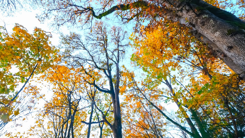 Portland in The Fall