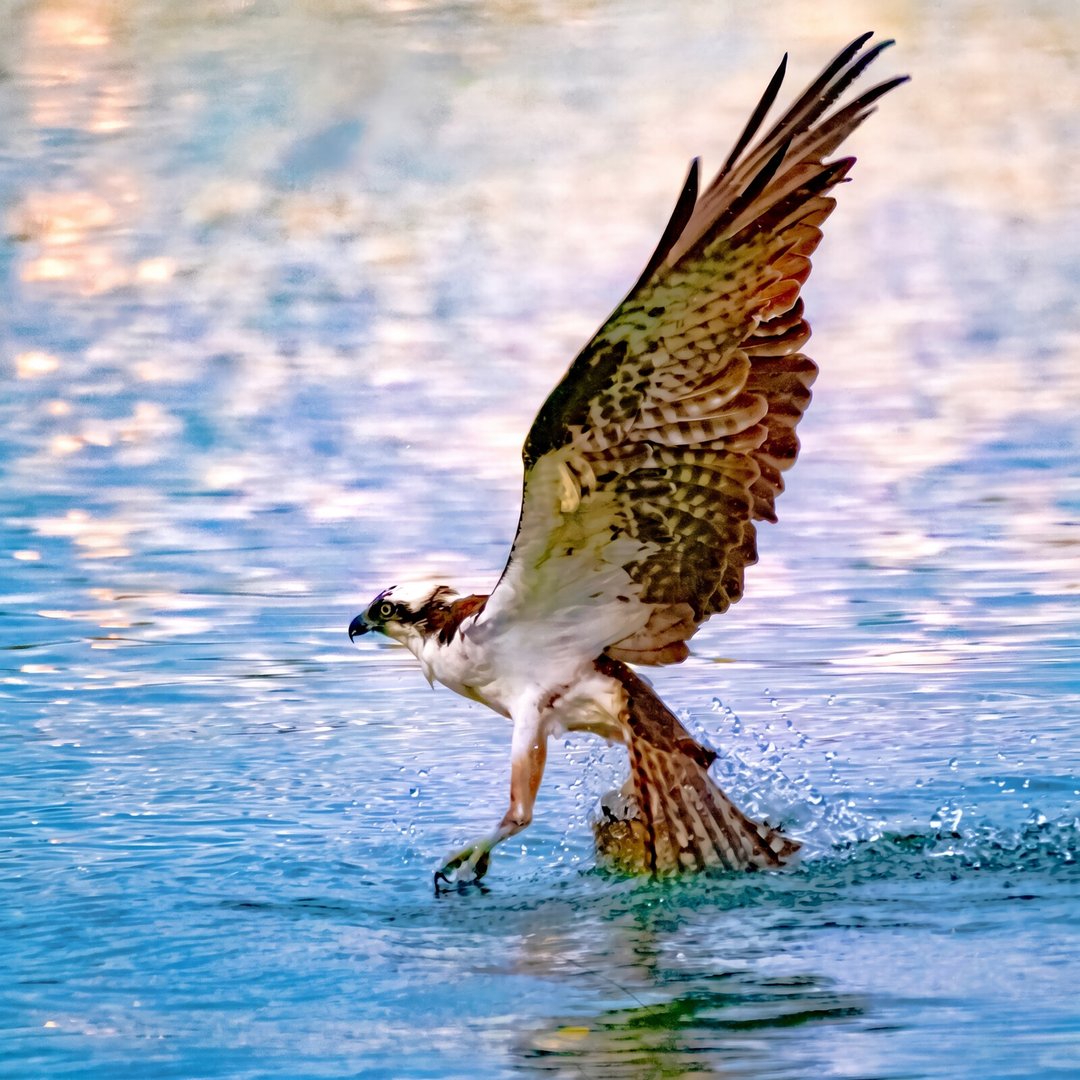Ospreys