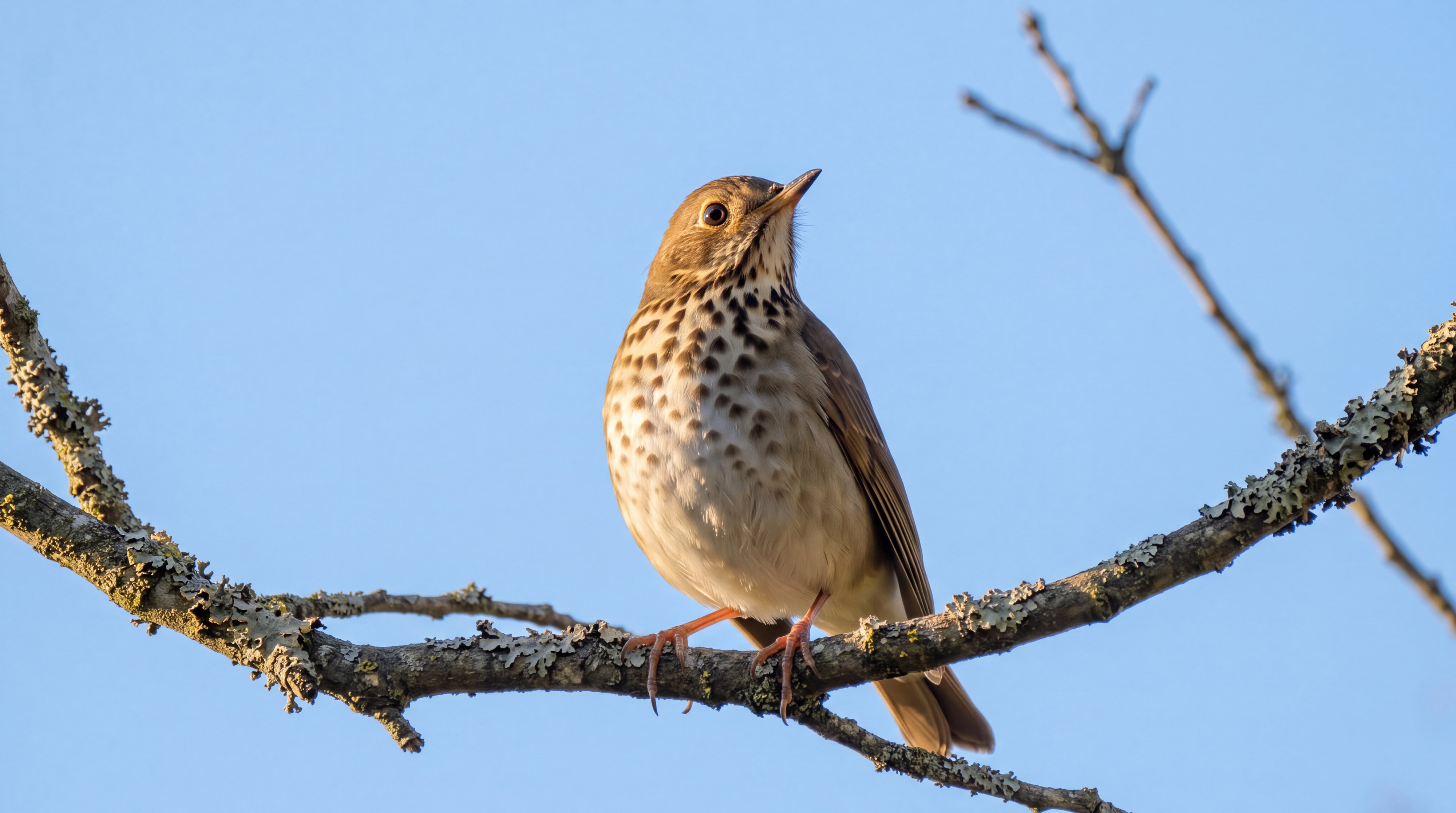 Hermit Thrush perched on a lichen-covered branch against a clear blue sky, spotted breast fully visible