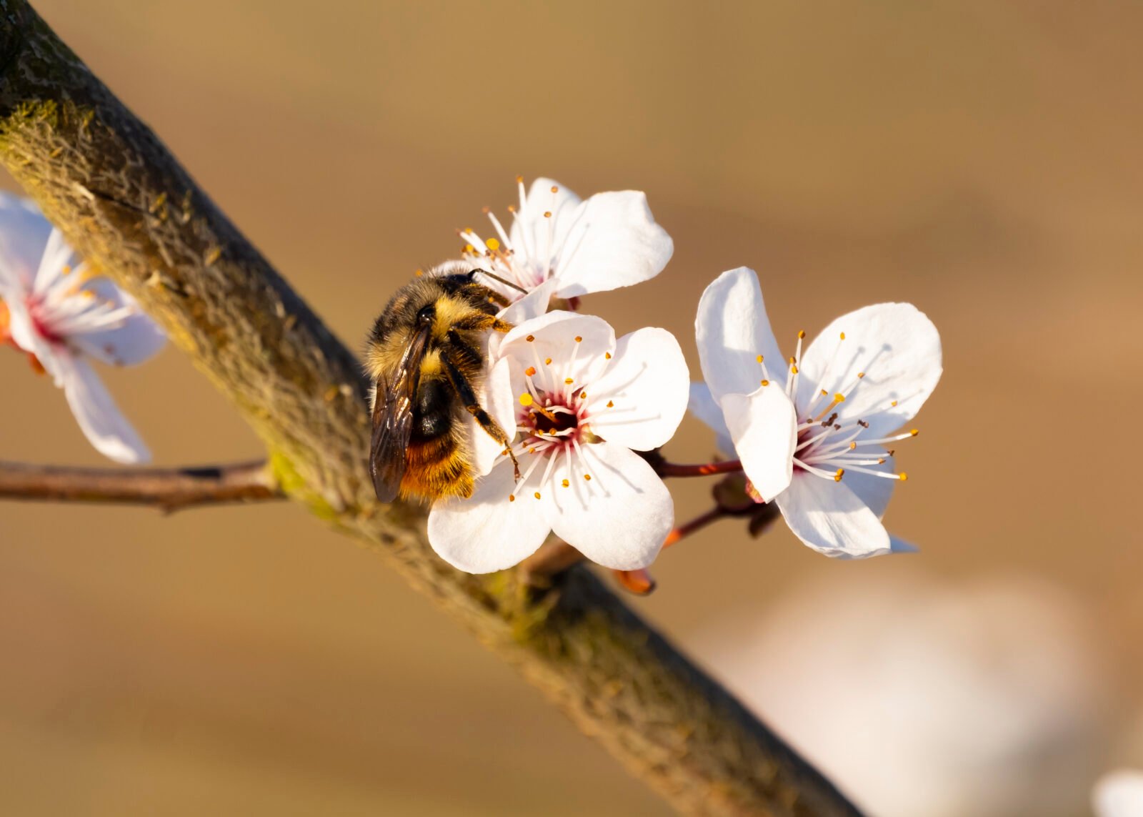 Signs of Spring