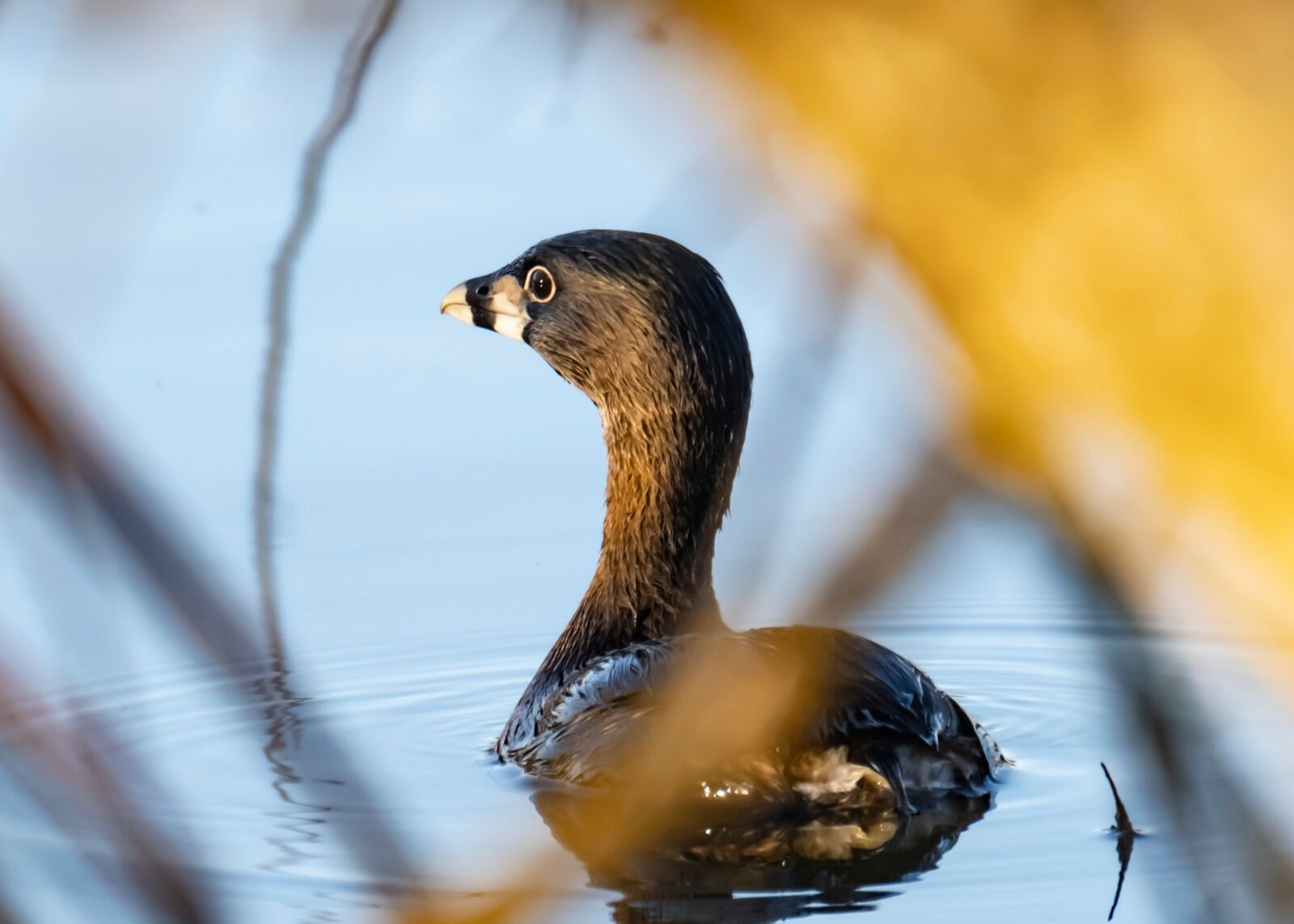 Pied-billed Grebe