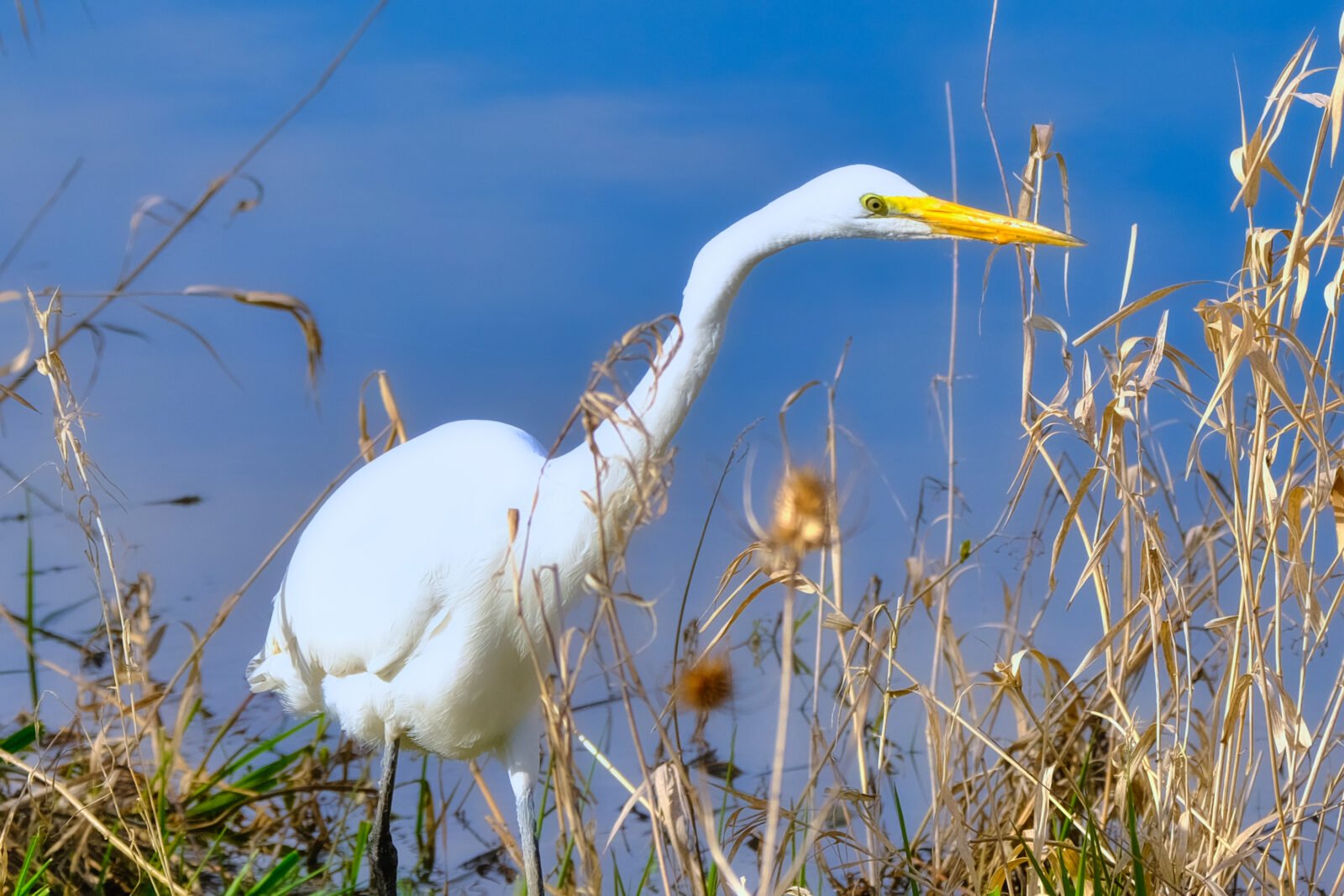 Great White Egret