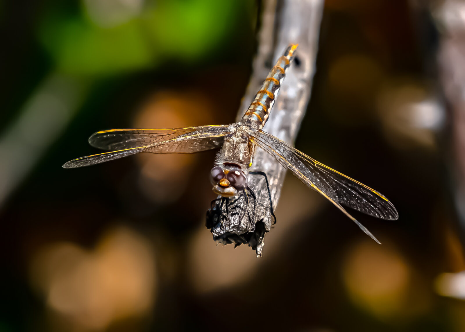 Macro Nature Photos