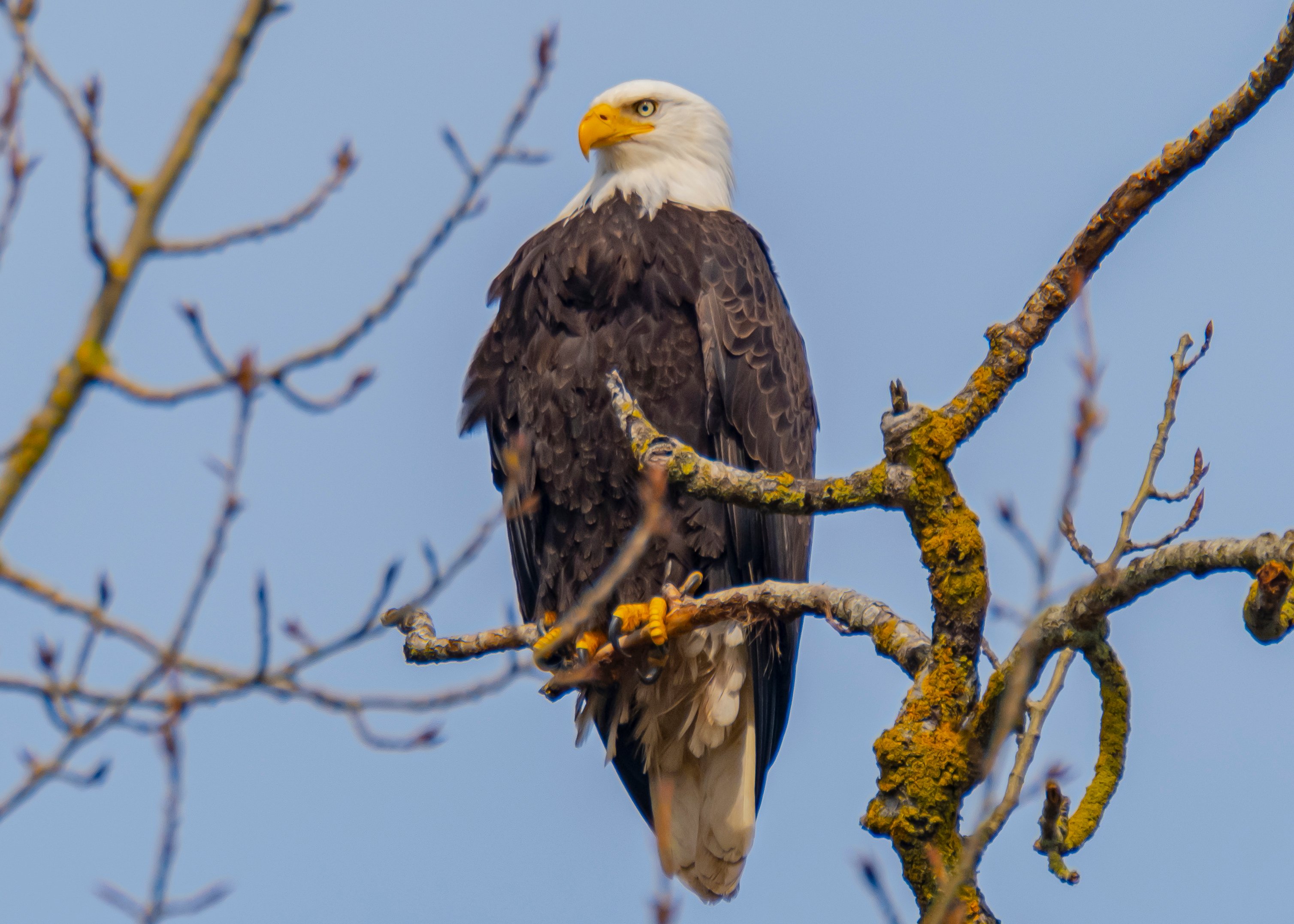Bald Eagle