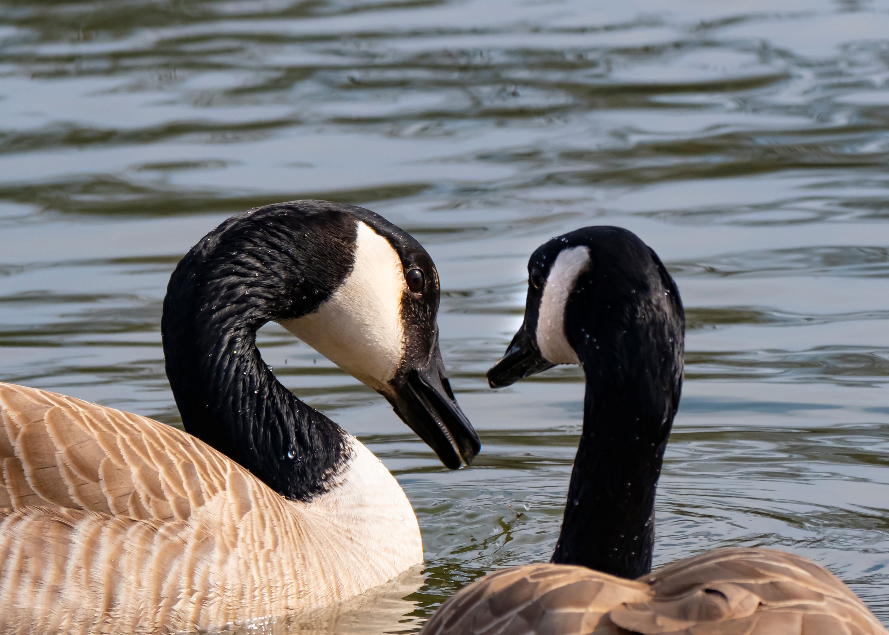 Canada Geese In Portland Oregon
