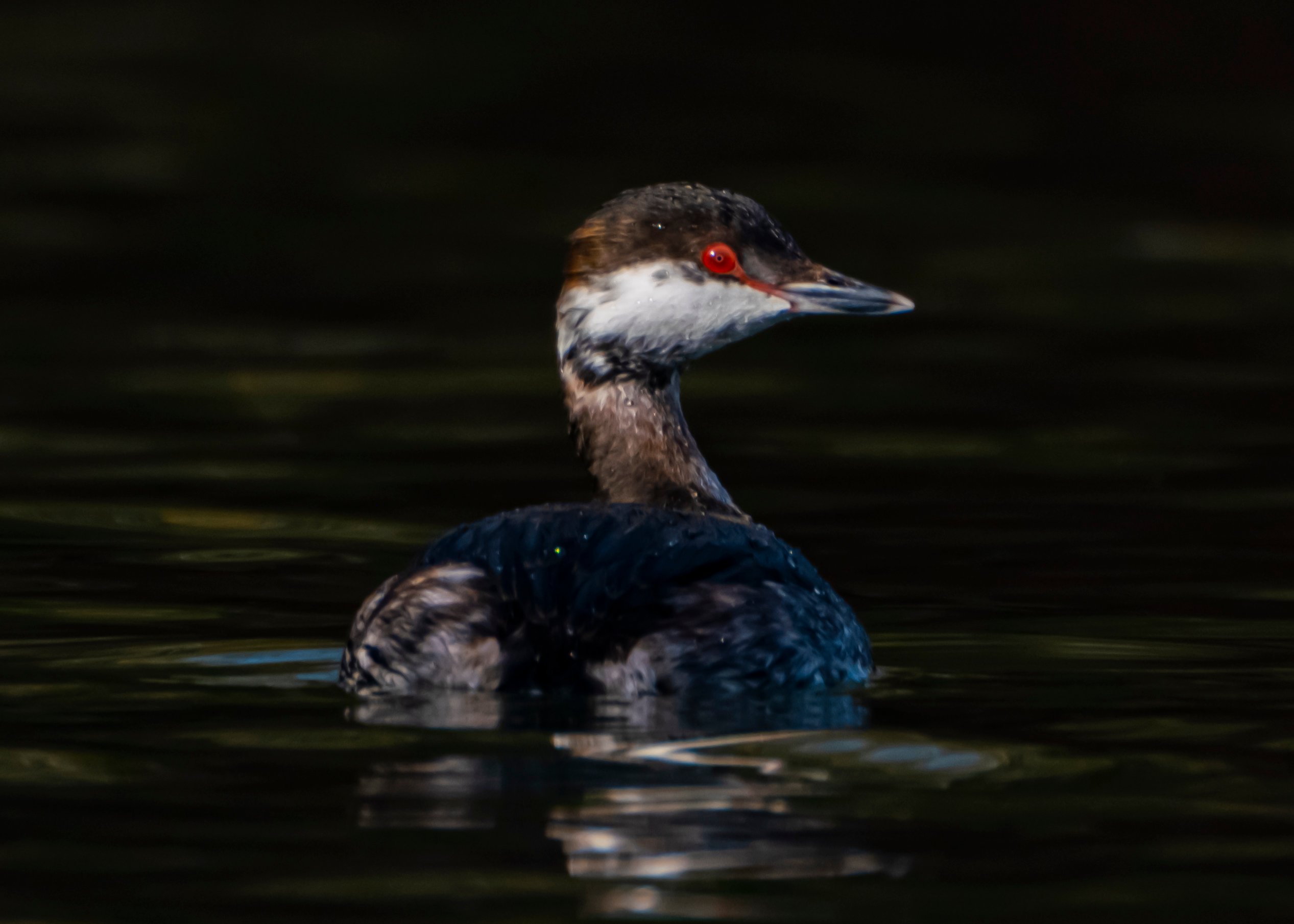 Horned Grebe