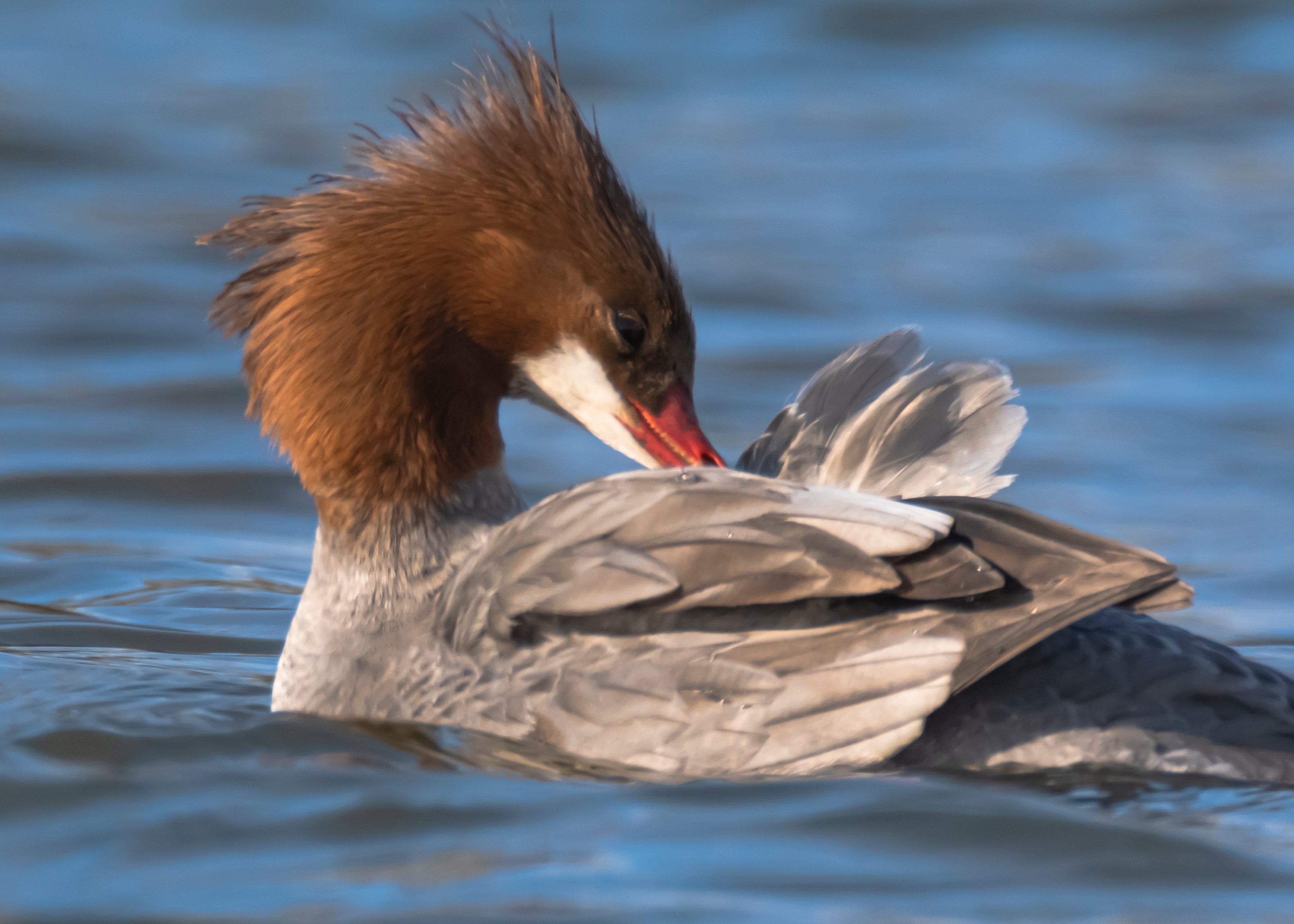 Common Merganser
