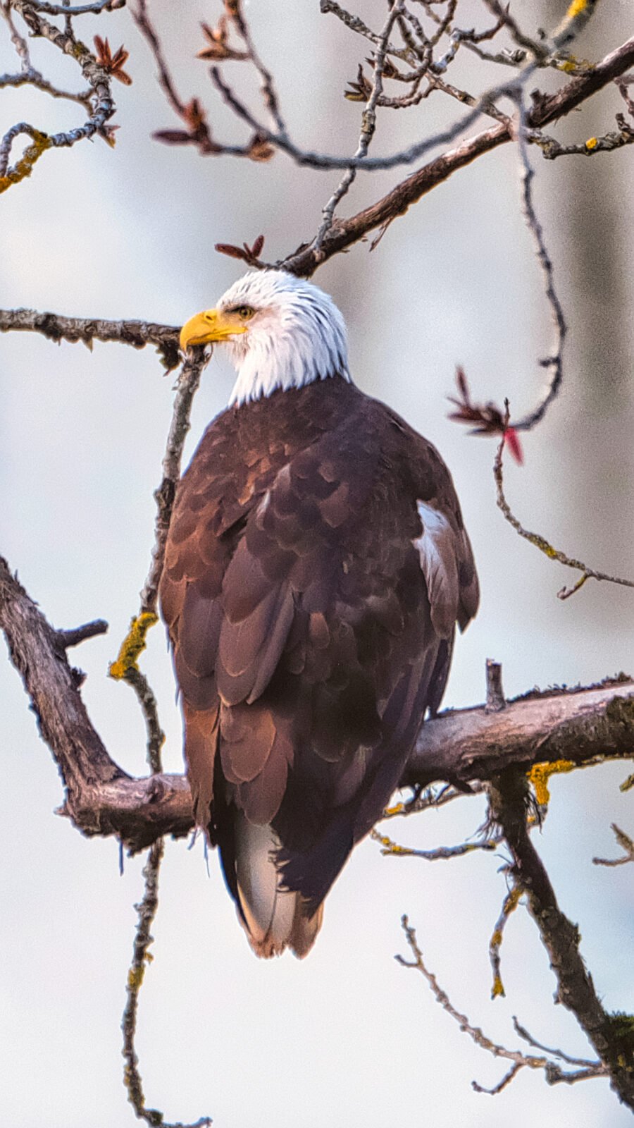 Bald Eagle