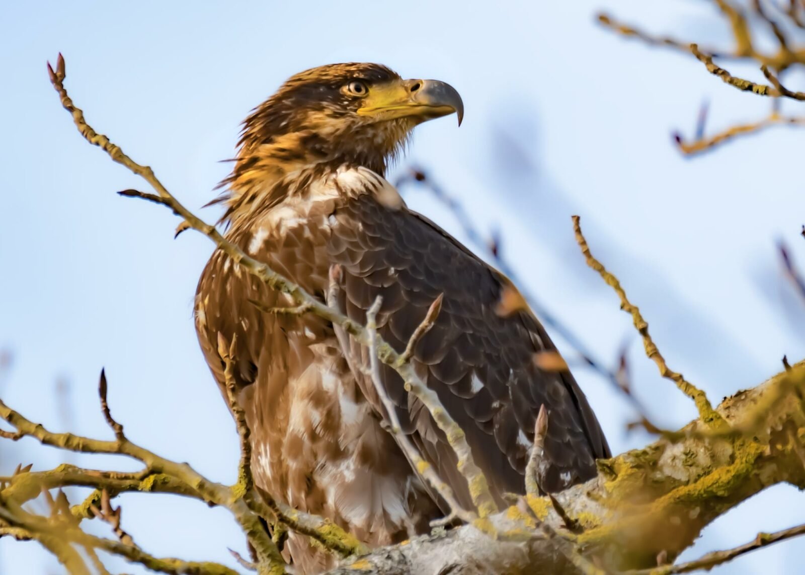 A Young Bald Eagle