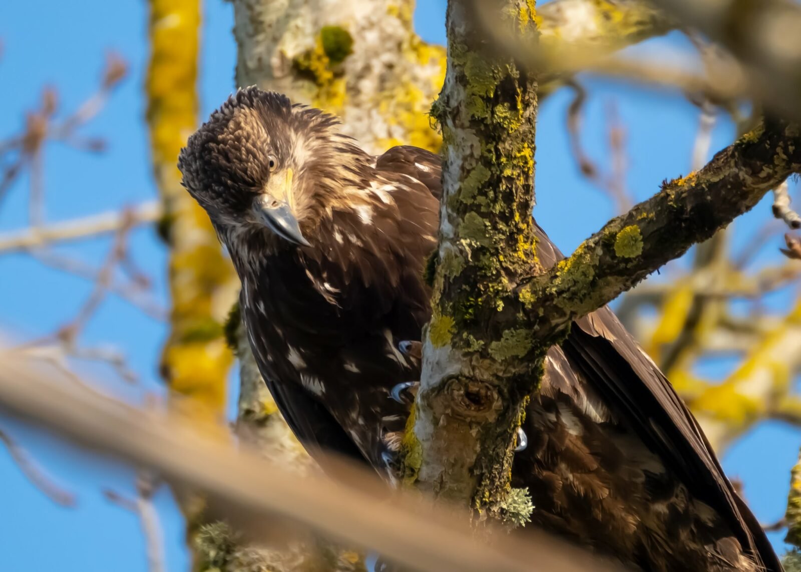 Bald Eagle