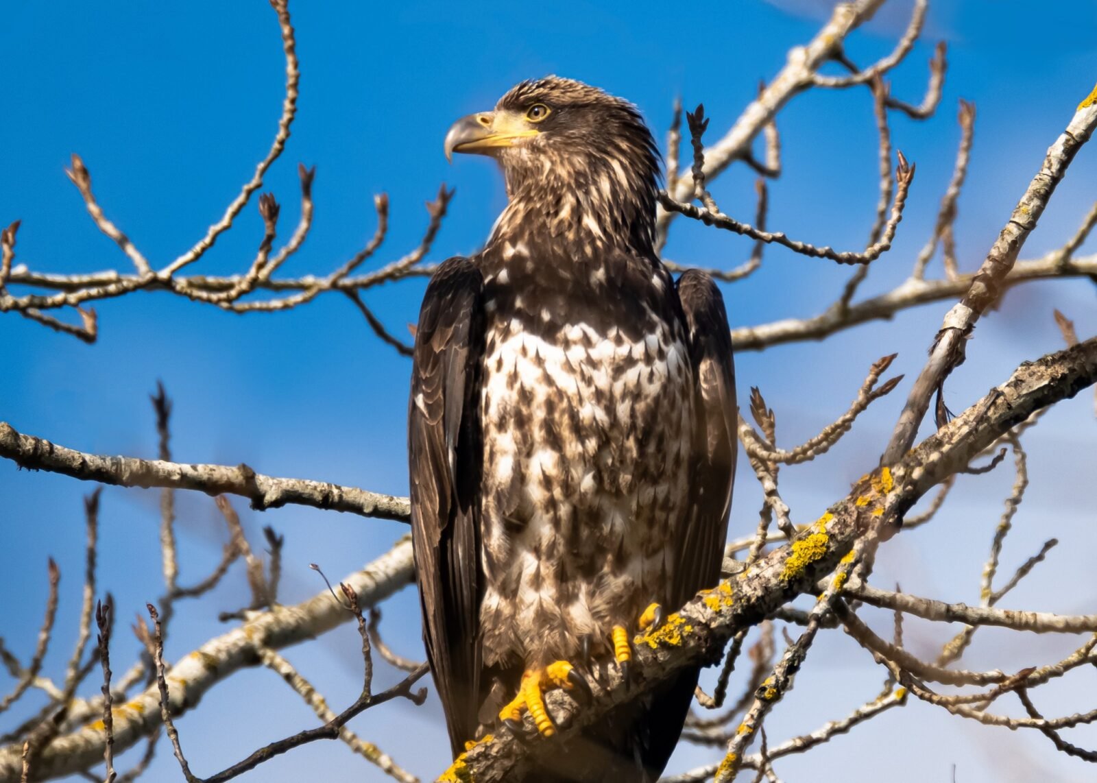 Young Eagle