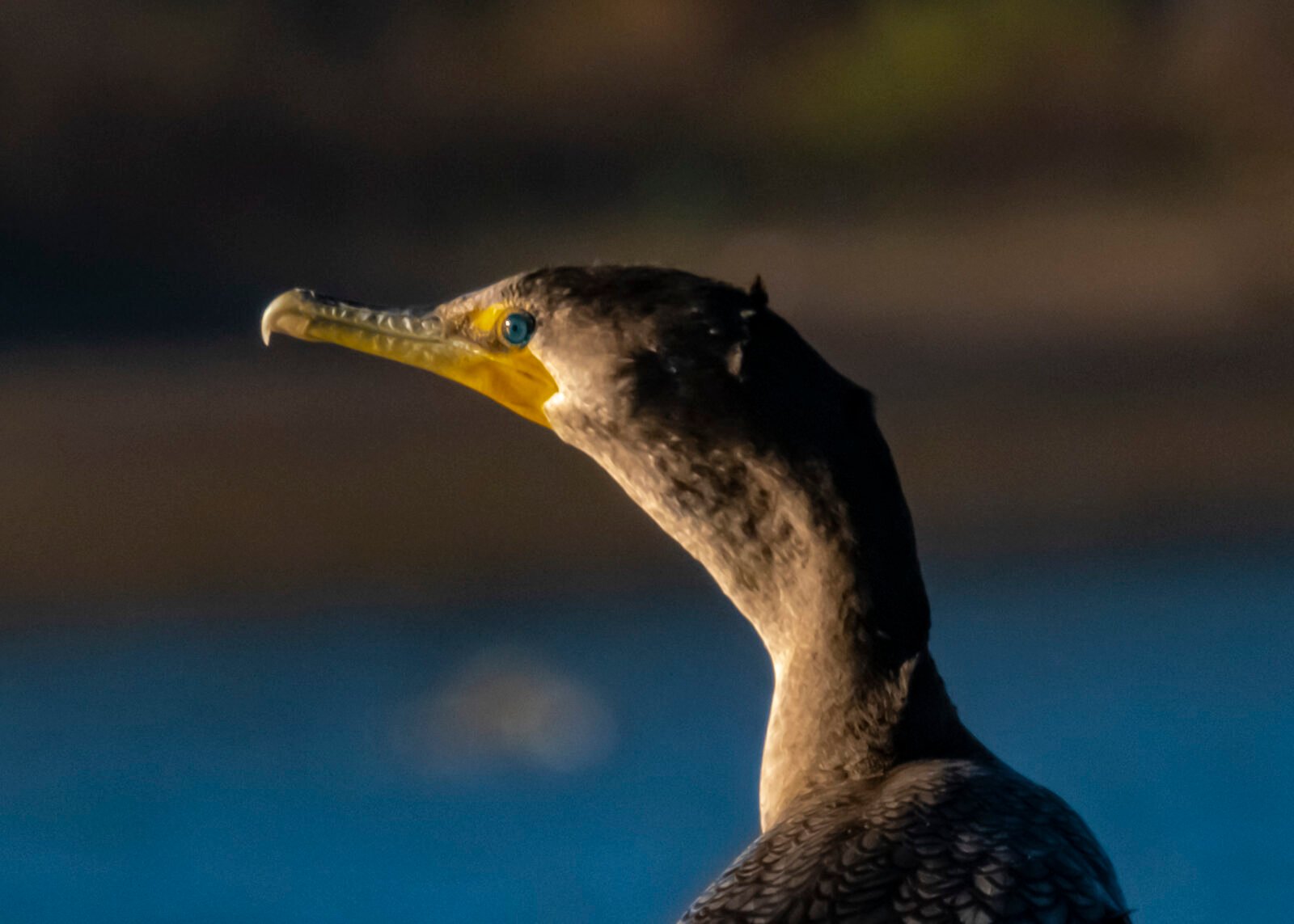 Double-crested Cormorant