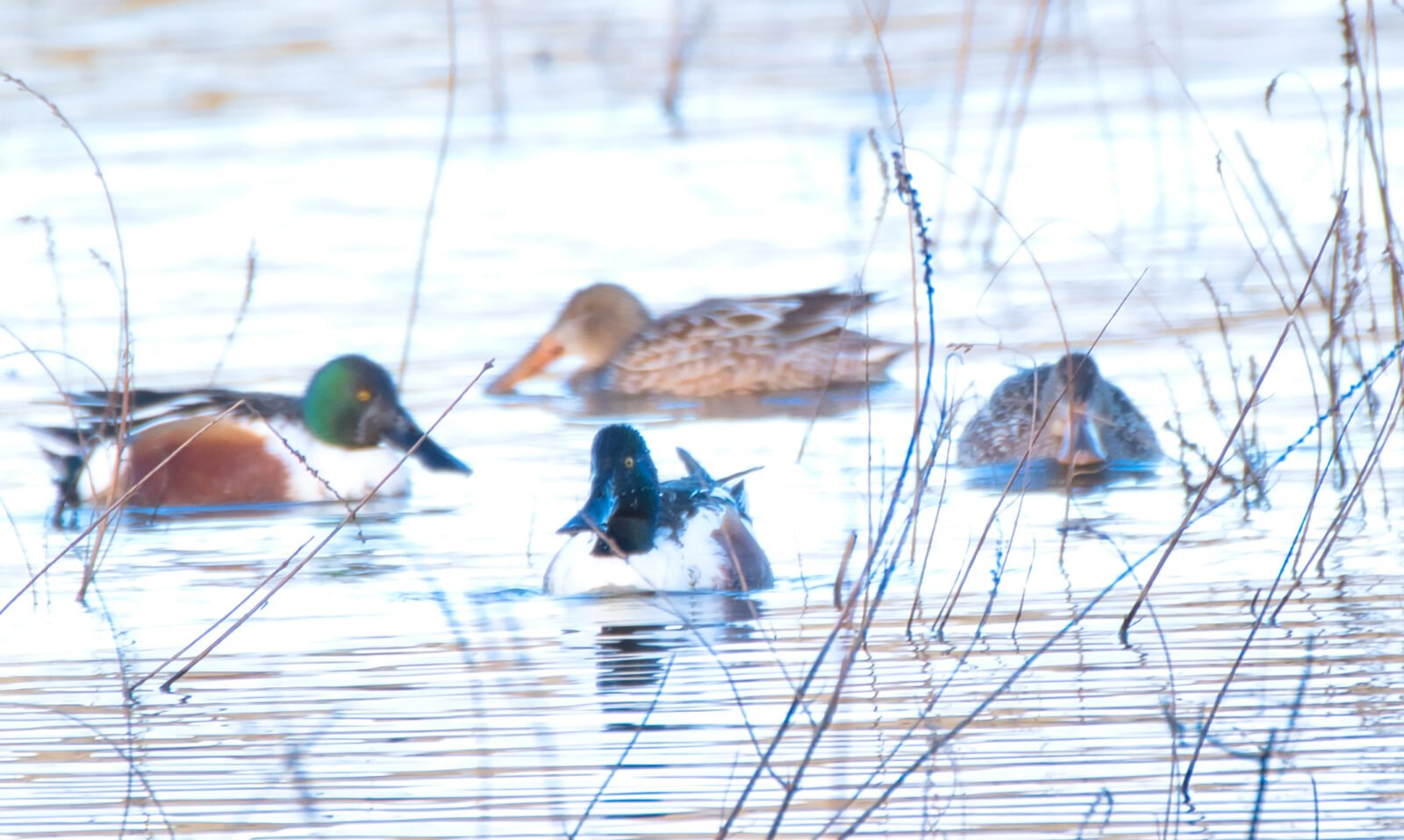 Northern Shovelers Music Video