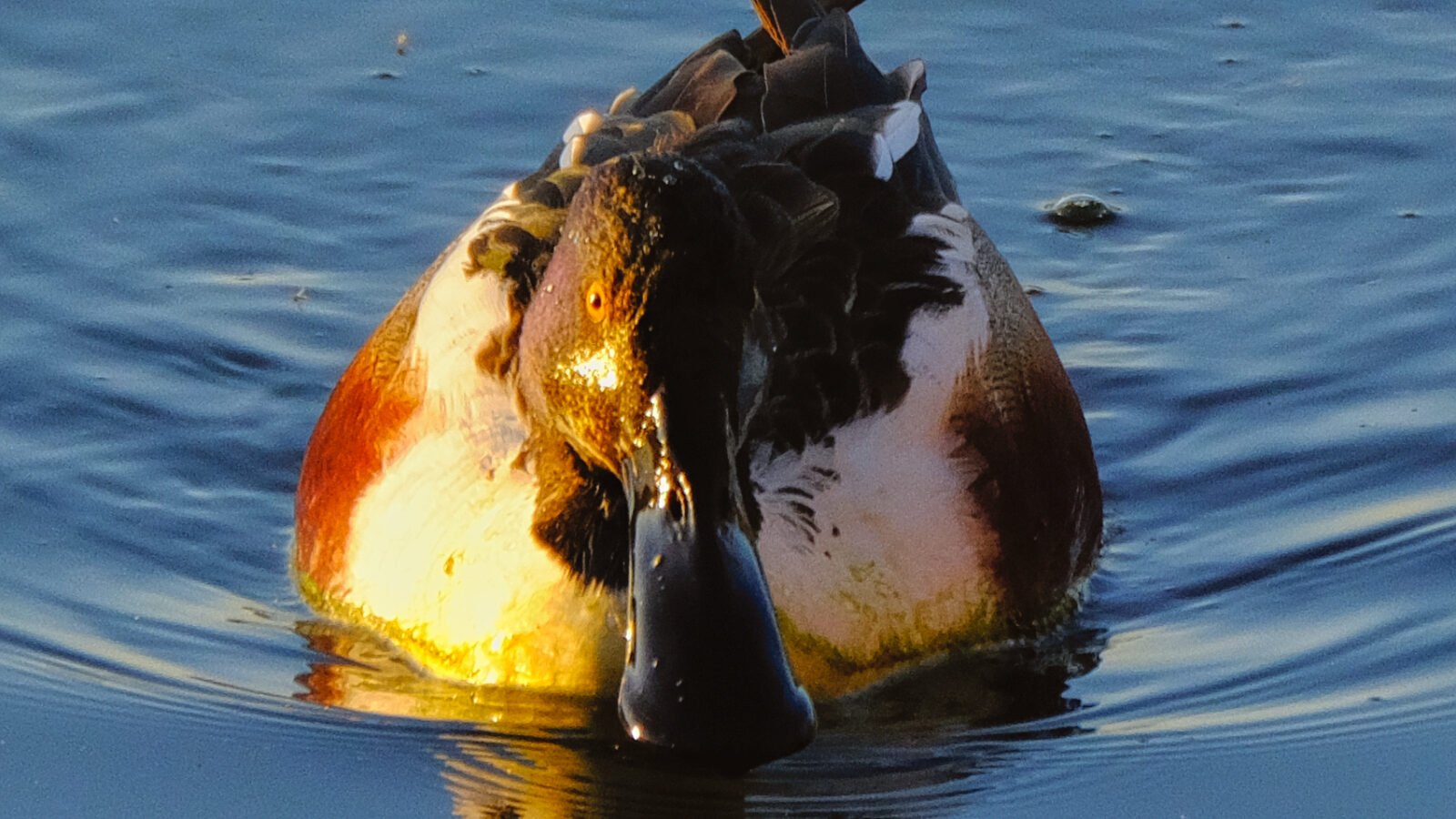 Northern Shovelers