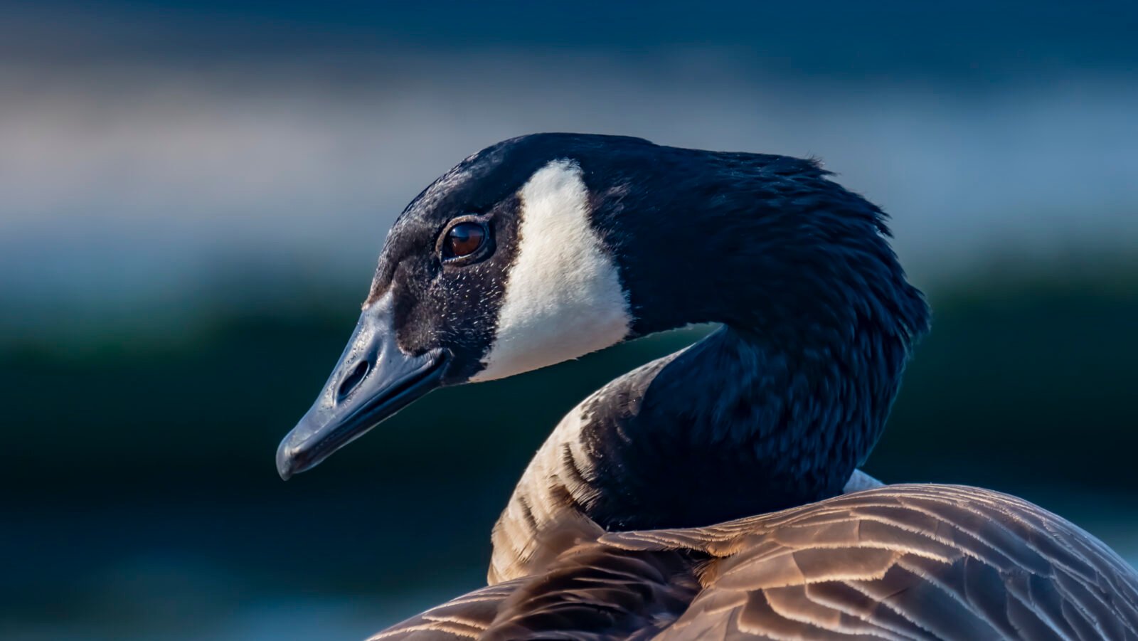 Canada Geese In Portland Oregon