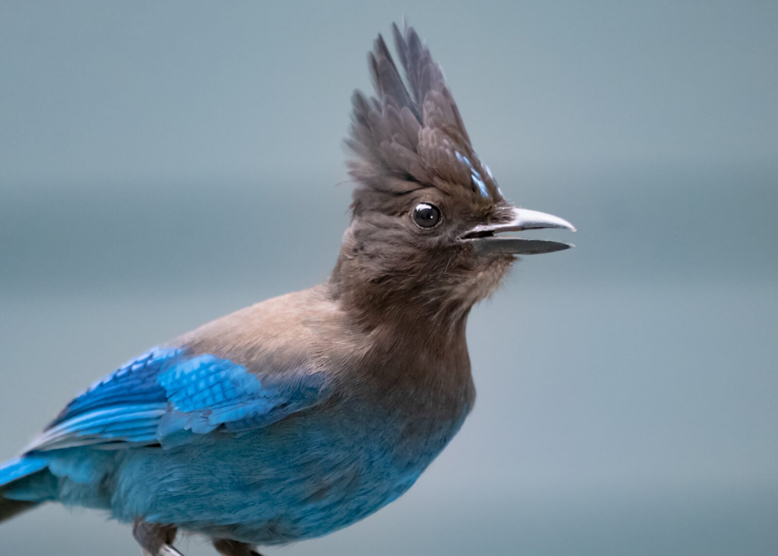 Birds with Hairdos