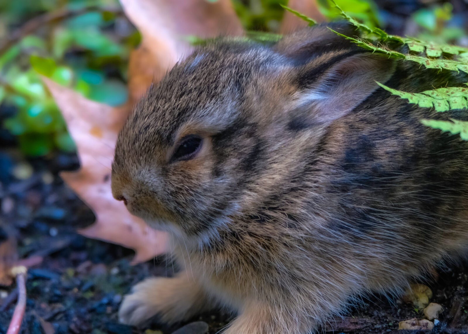 Baby Rabbit Rehab
