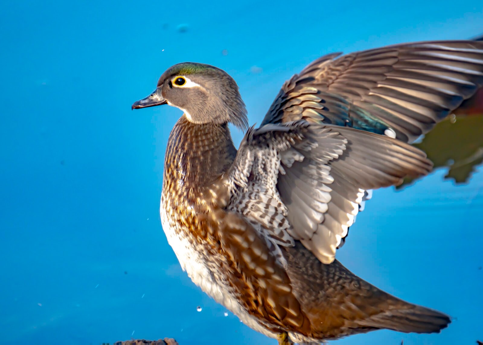 Comprehensive Study of Duck Species in Oaksbottom: Ecological Significance and Conservation ImplicationsThe Ducks of Oaks Bottom