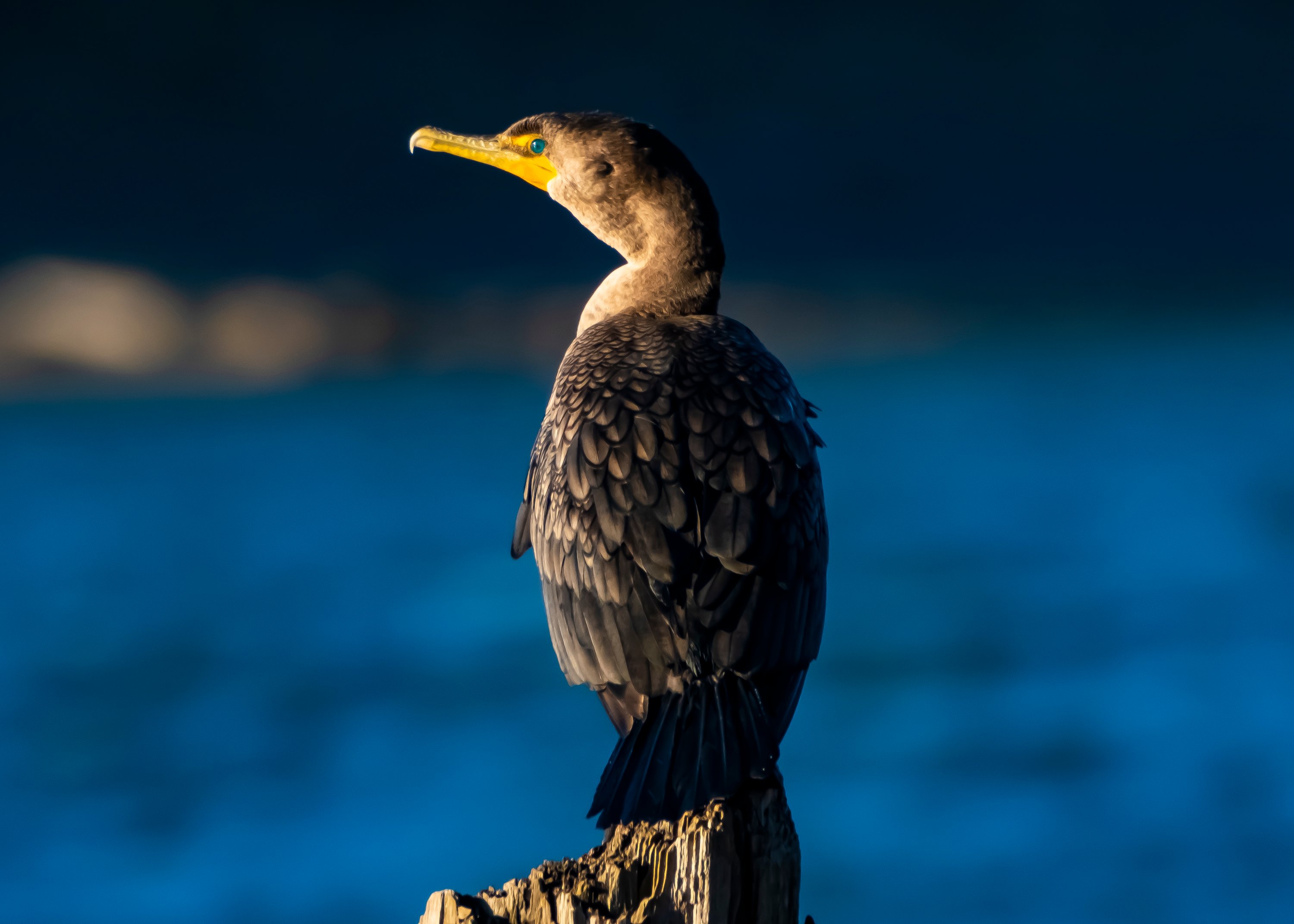 Cormorants on the Willamette River