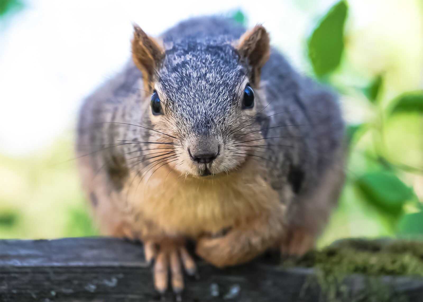 Squirrels In Portland