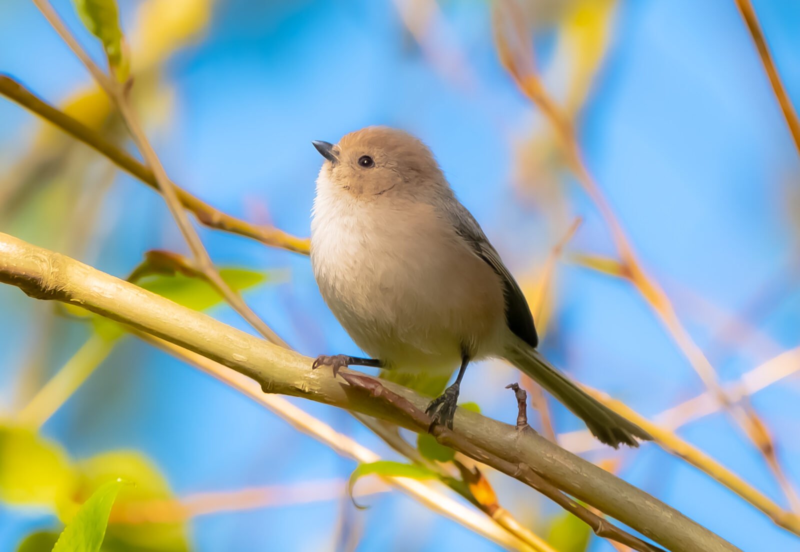 The American Bushtit