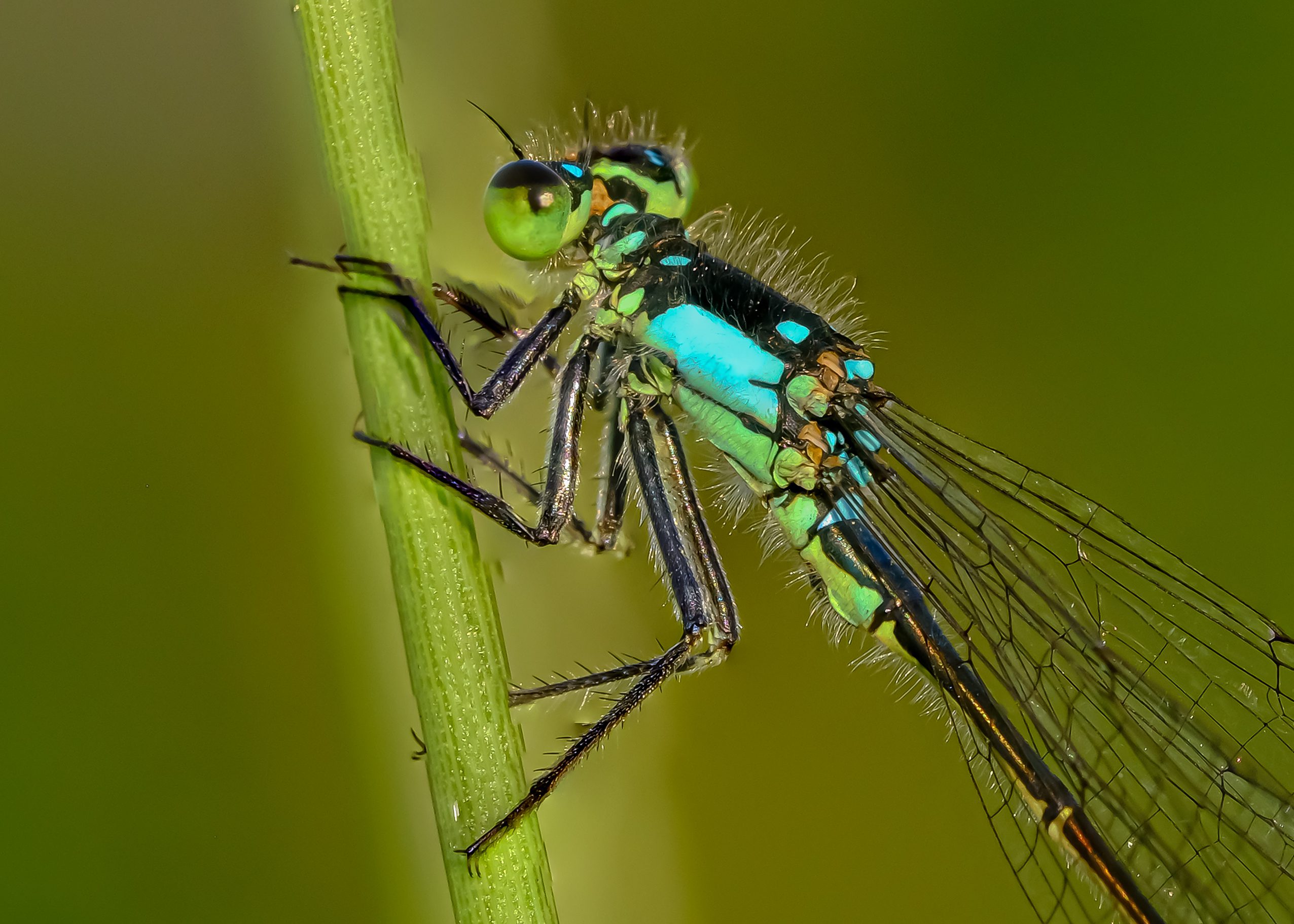 Focus Stacking