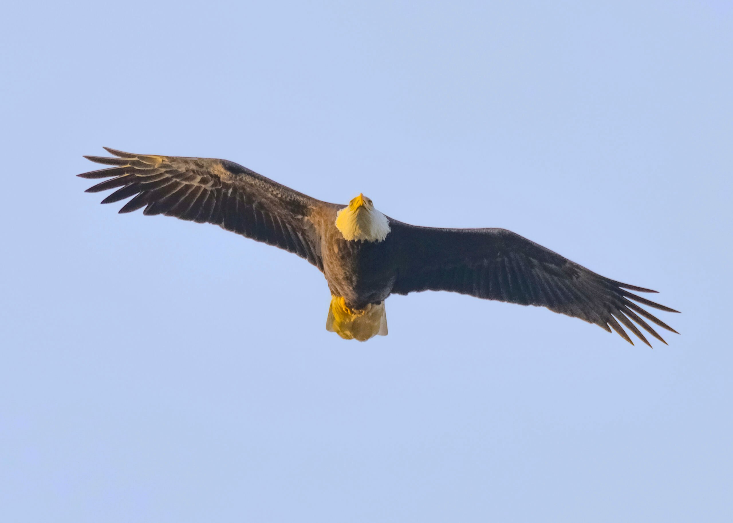 Oaks Bottom Wildlife Refuge