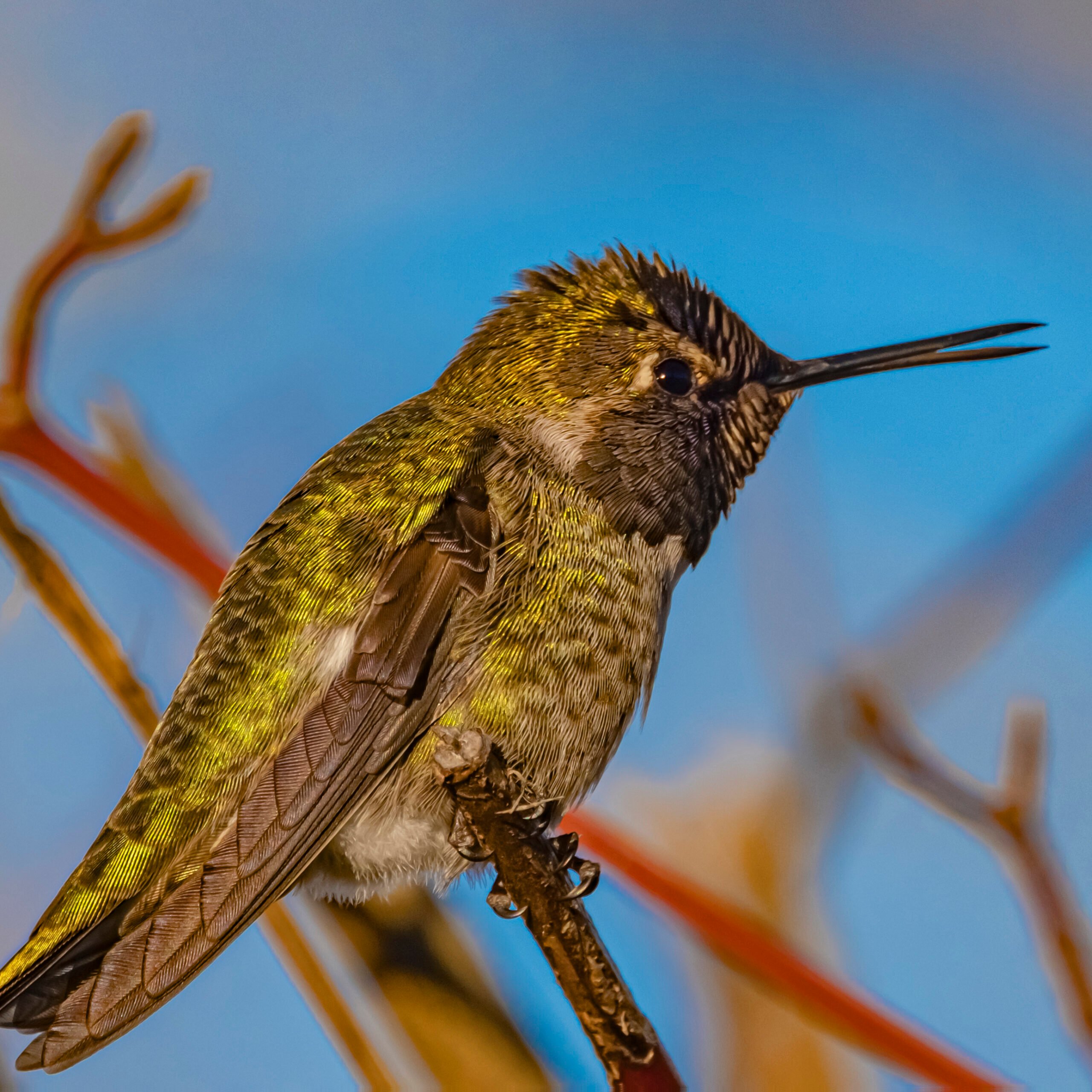 Anna's Hummingbird