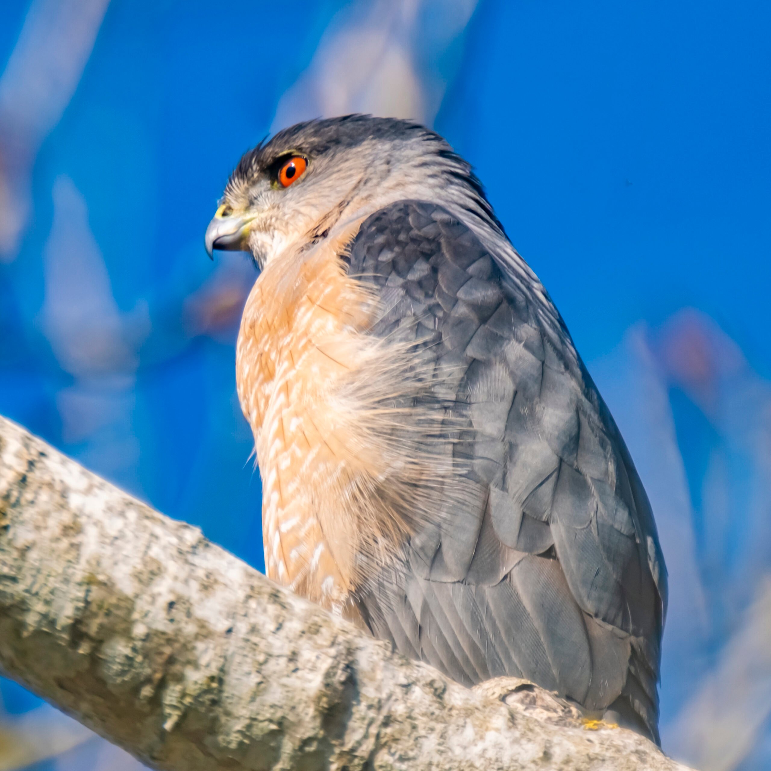 cooper's hawk