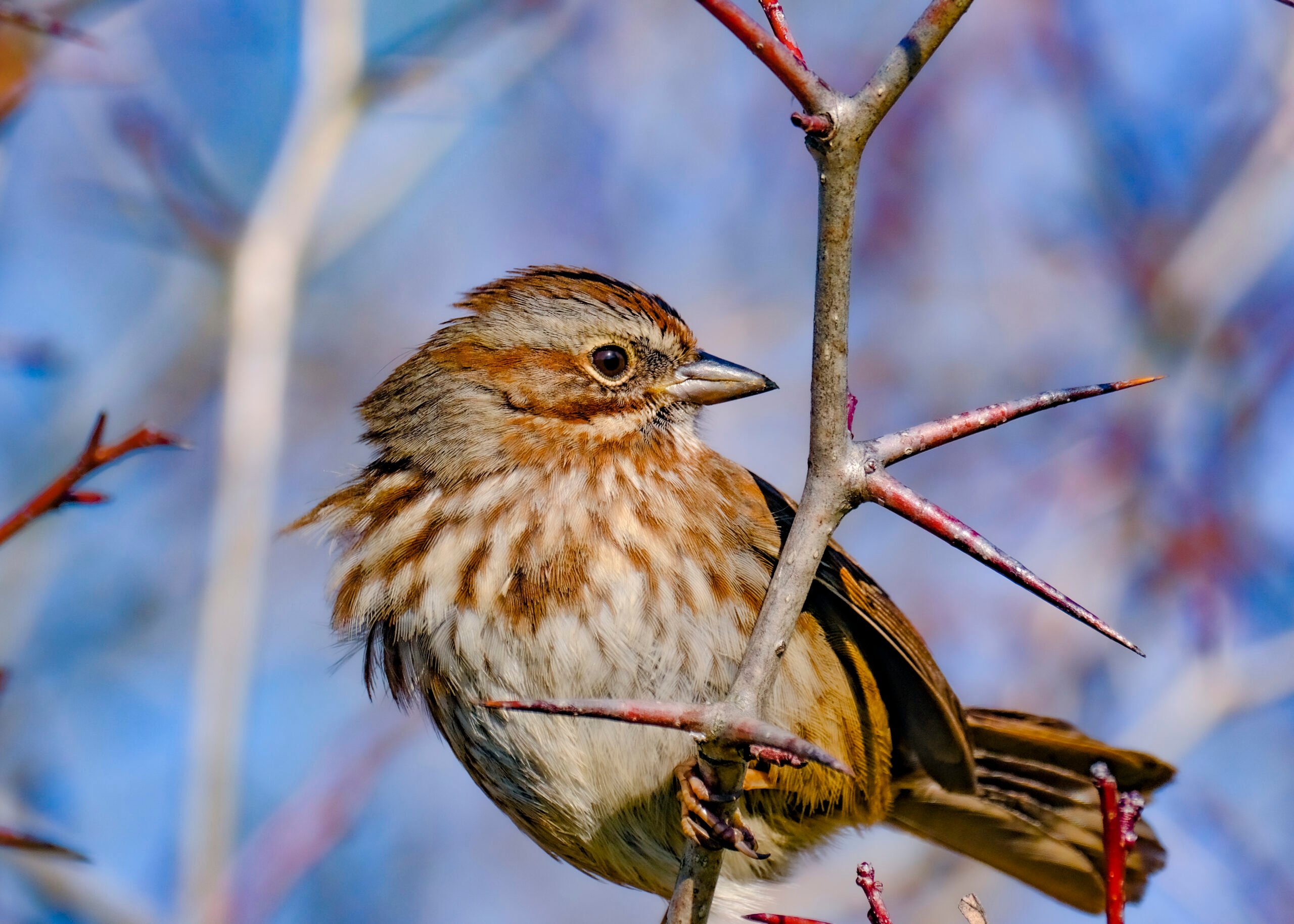 The Song Sparrow