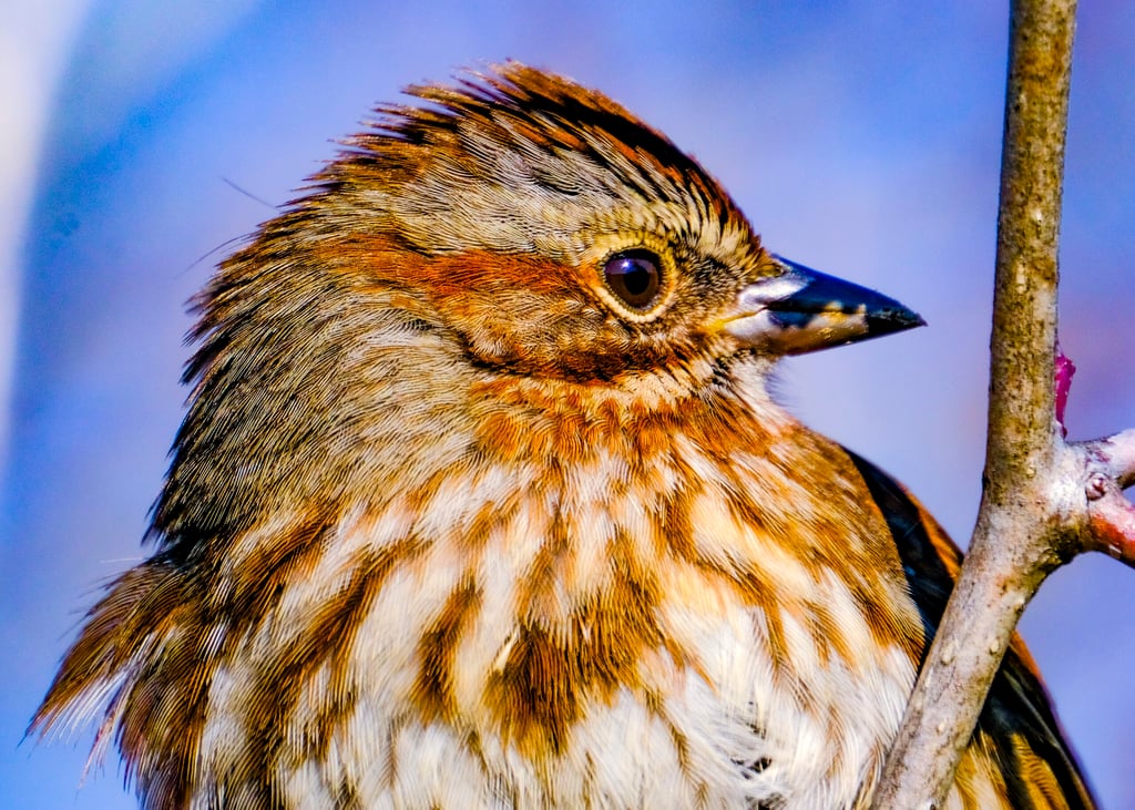 A song Sparrow