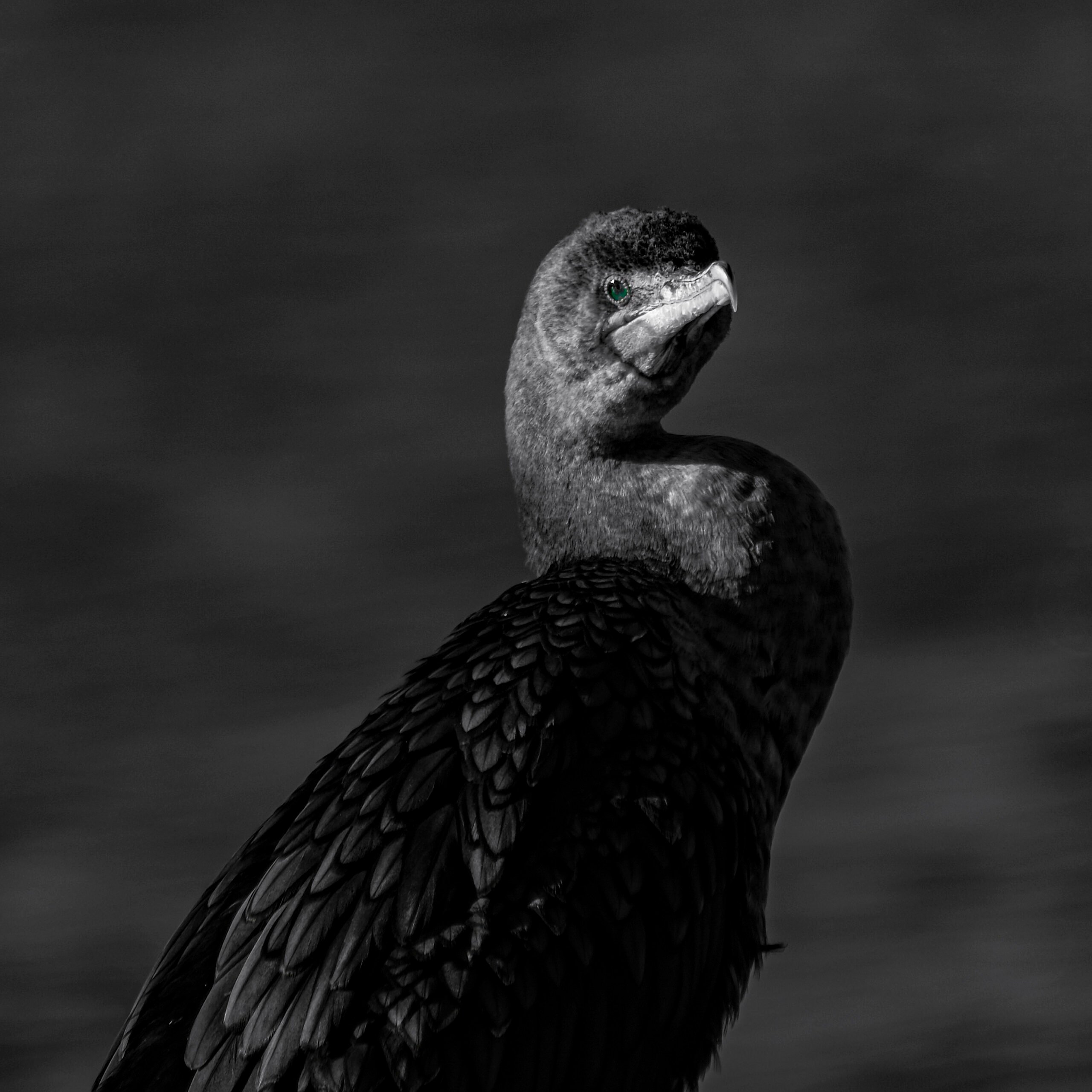 A Double Crested Cormorant