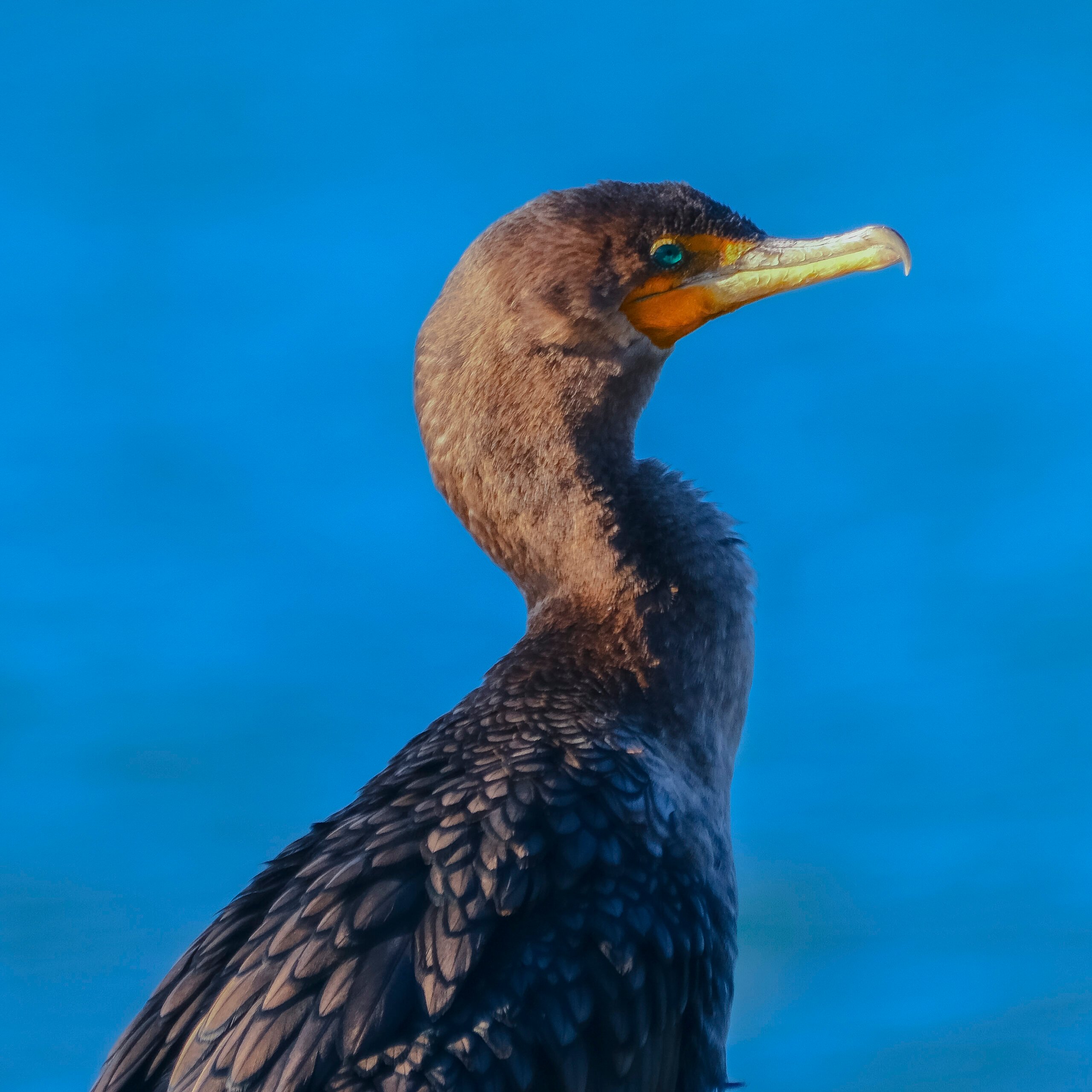 A Double Crested Cormorant