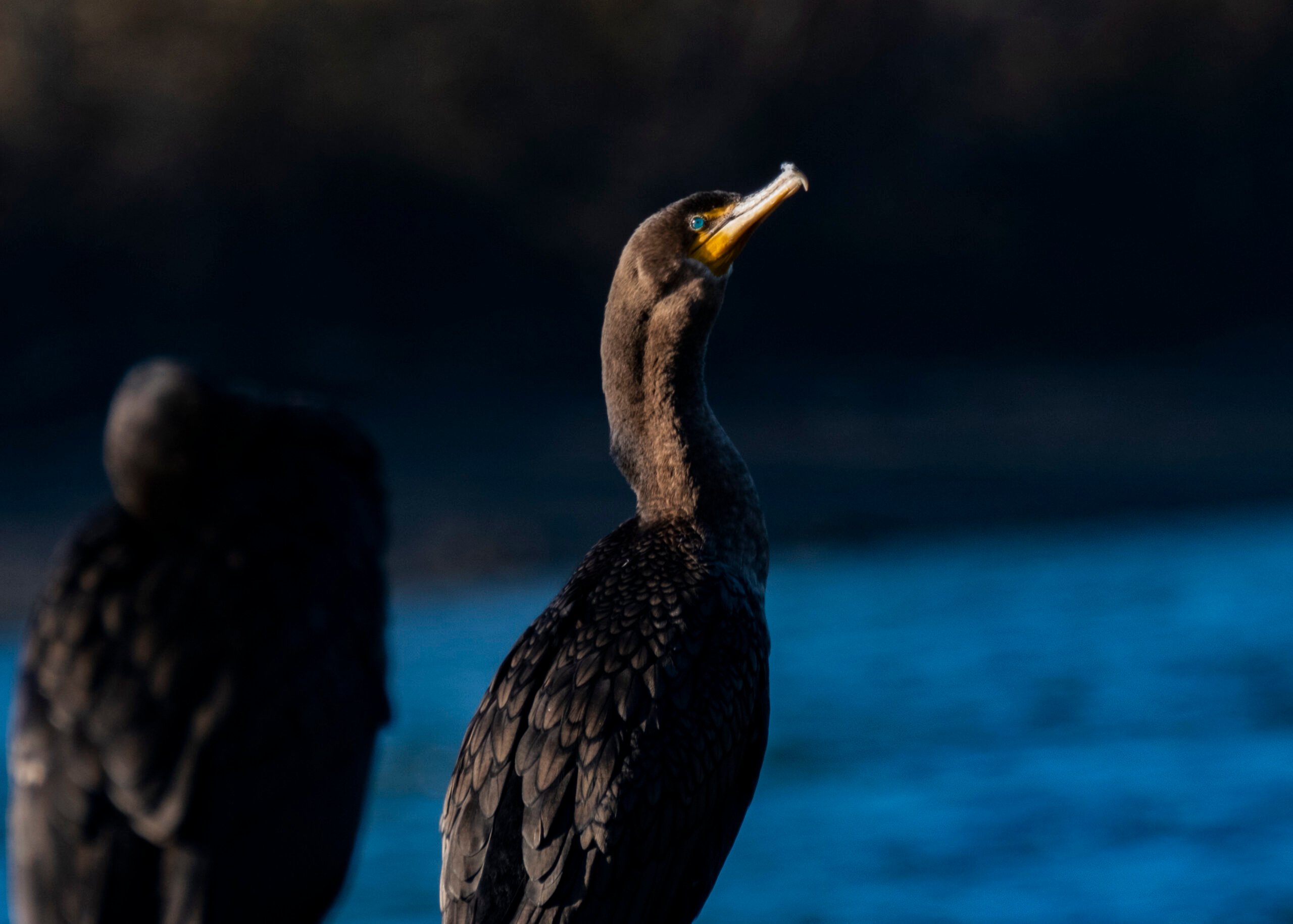 A Double Crested Cormorant