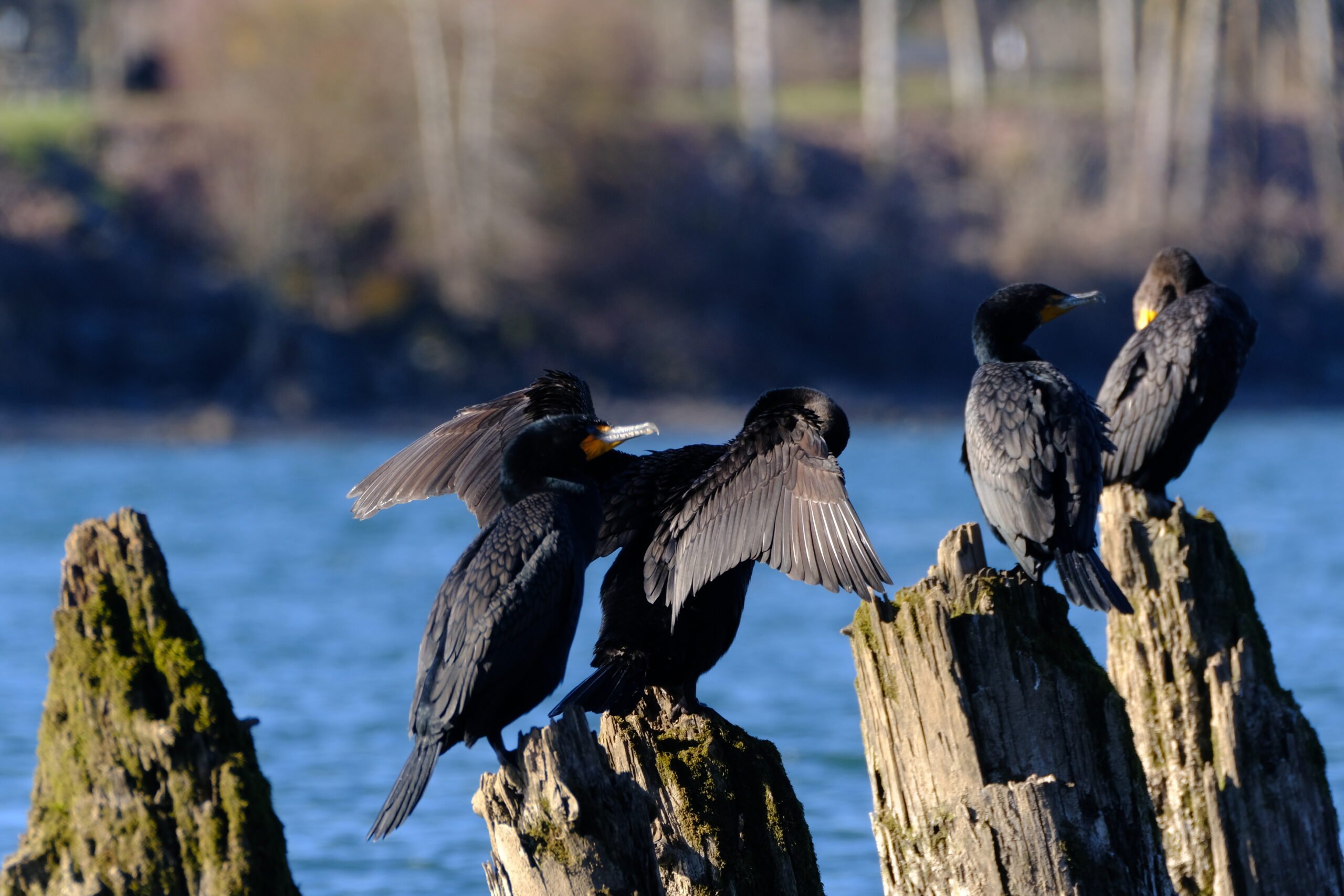Cormorants