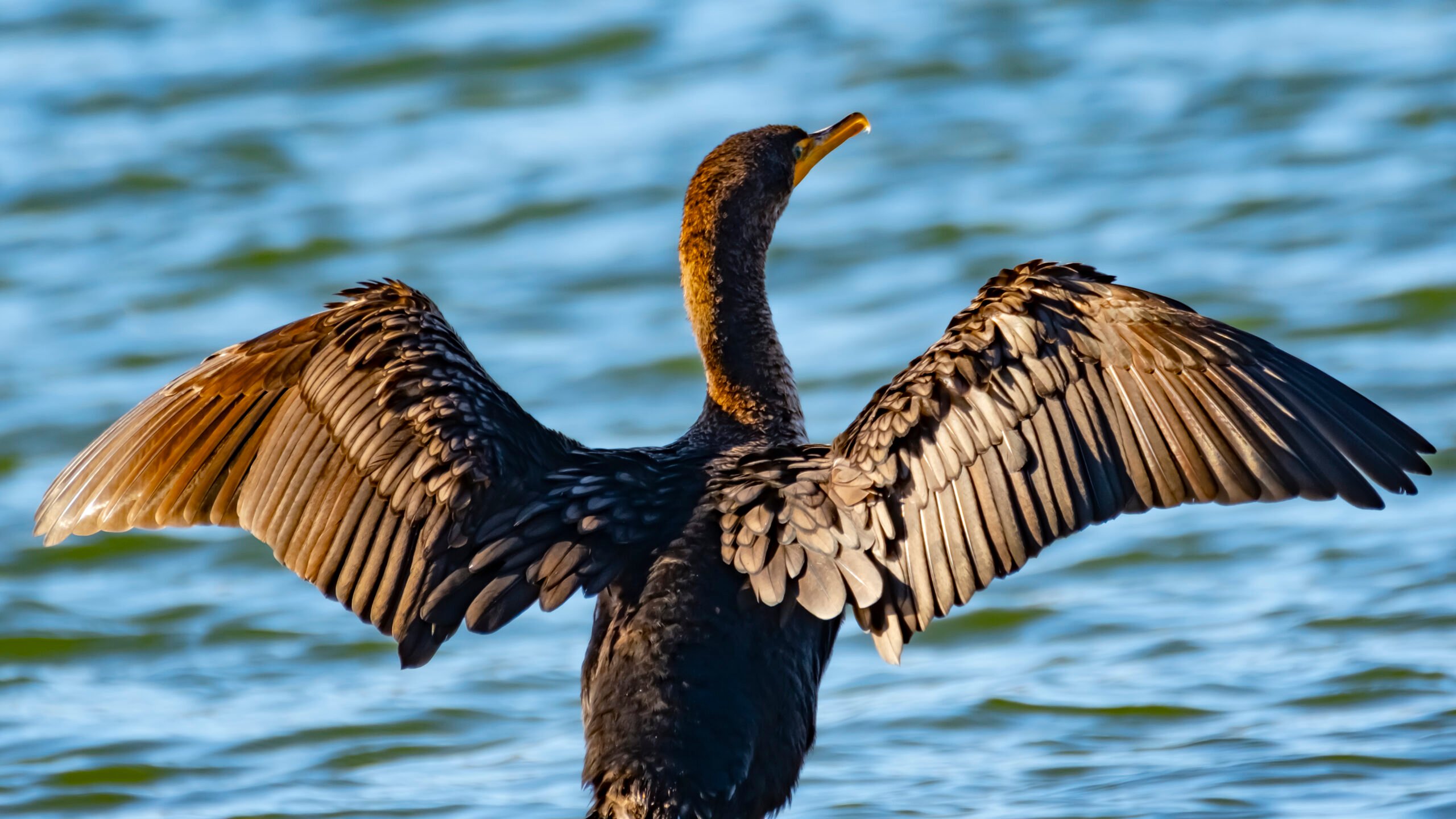 double crested cormorant