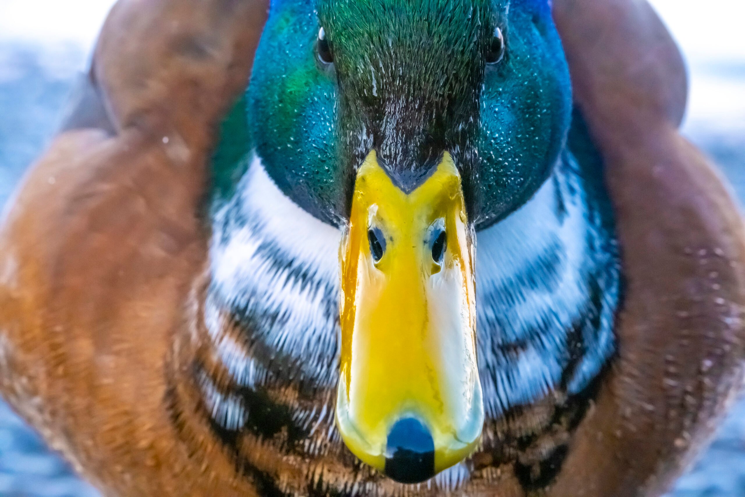 Mallard Gallery