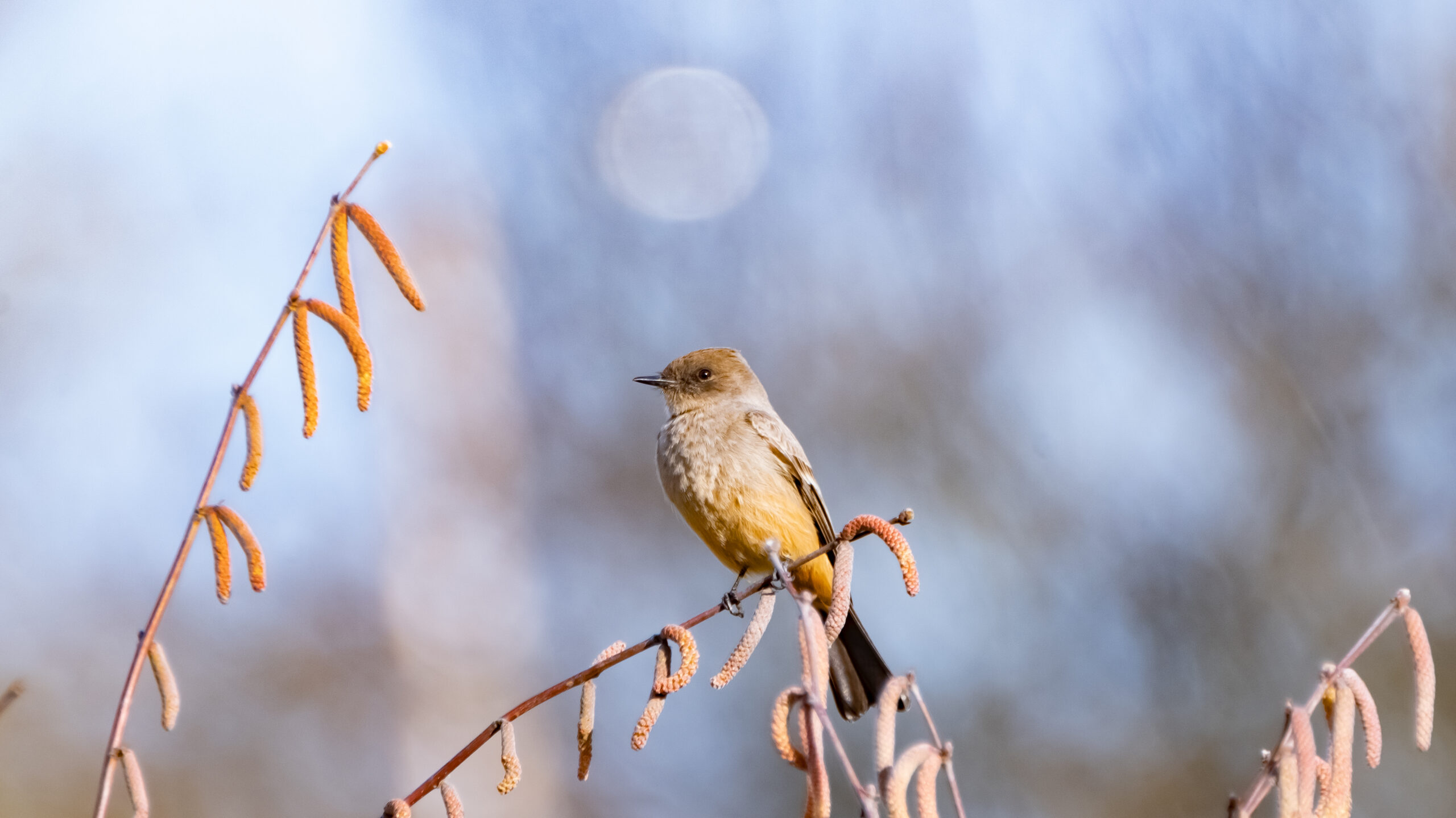 A Say’s Phoebe