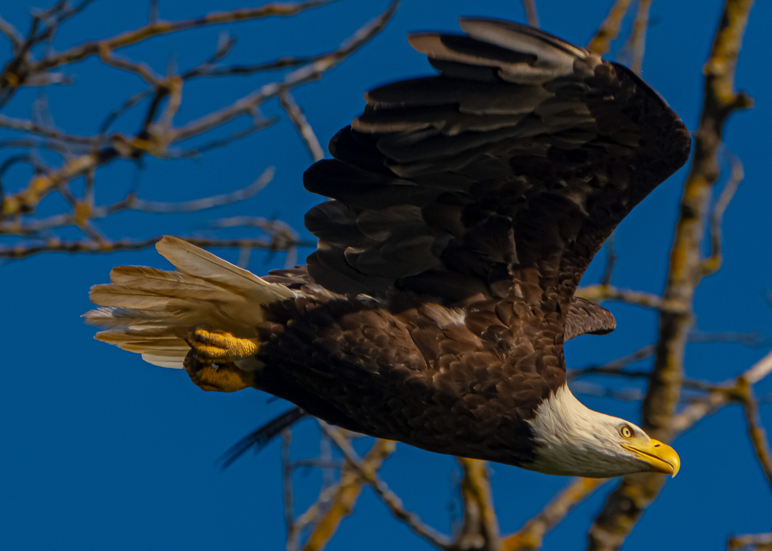 Eagles on The Willamette River