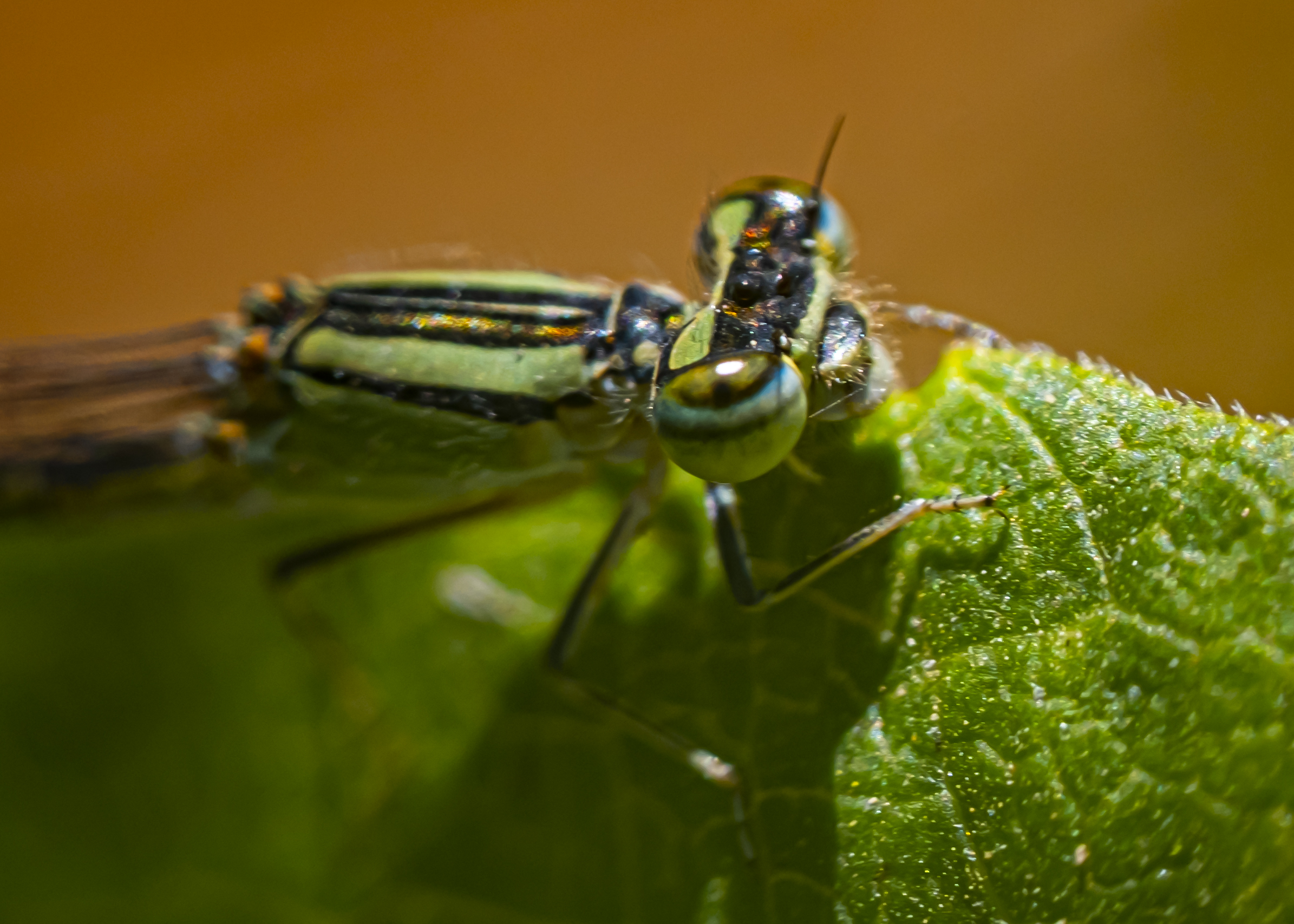 damselfly